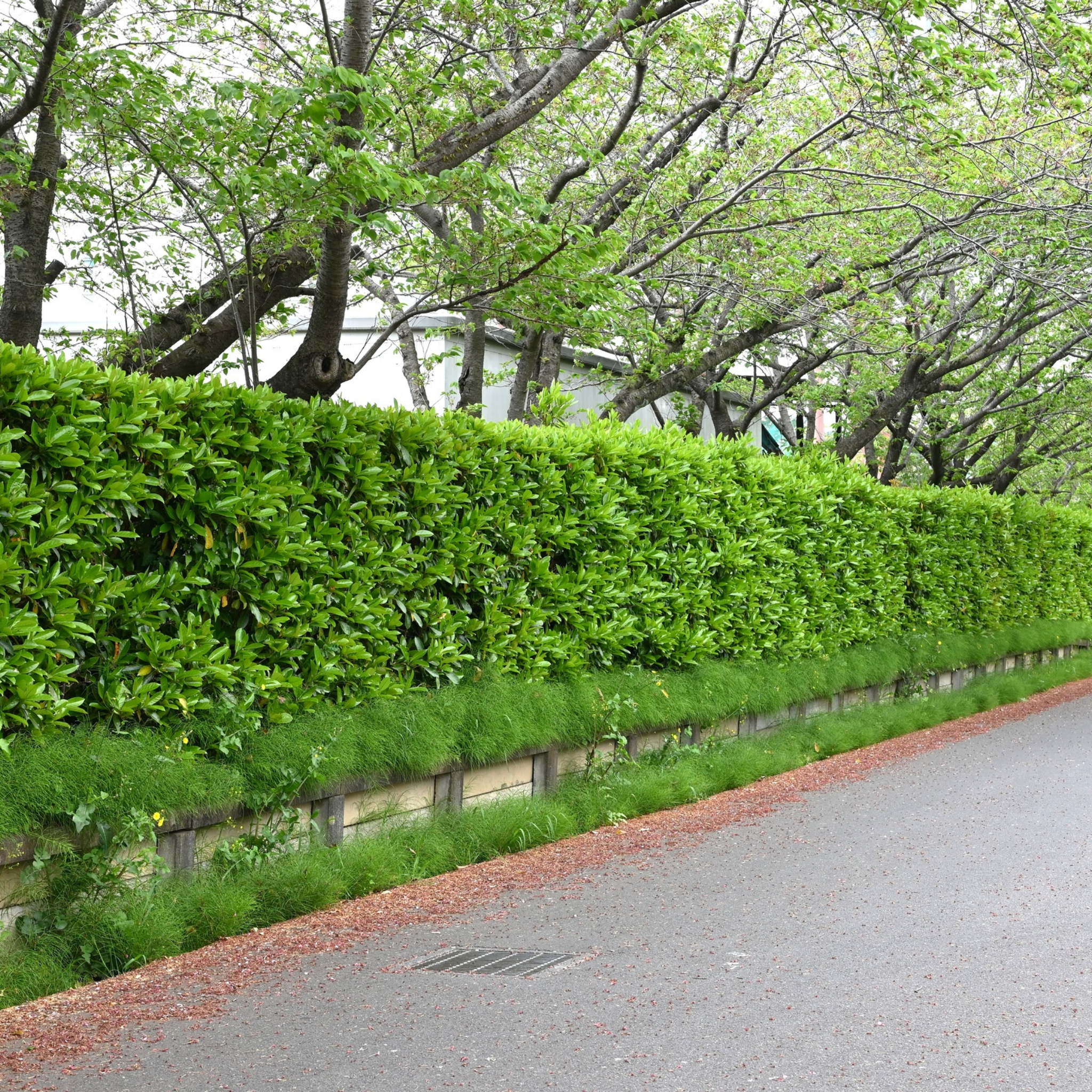 Green hedge along a road with trees in the background