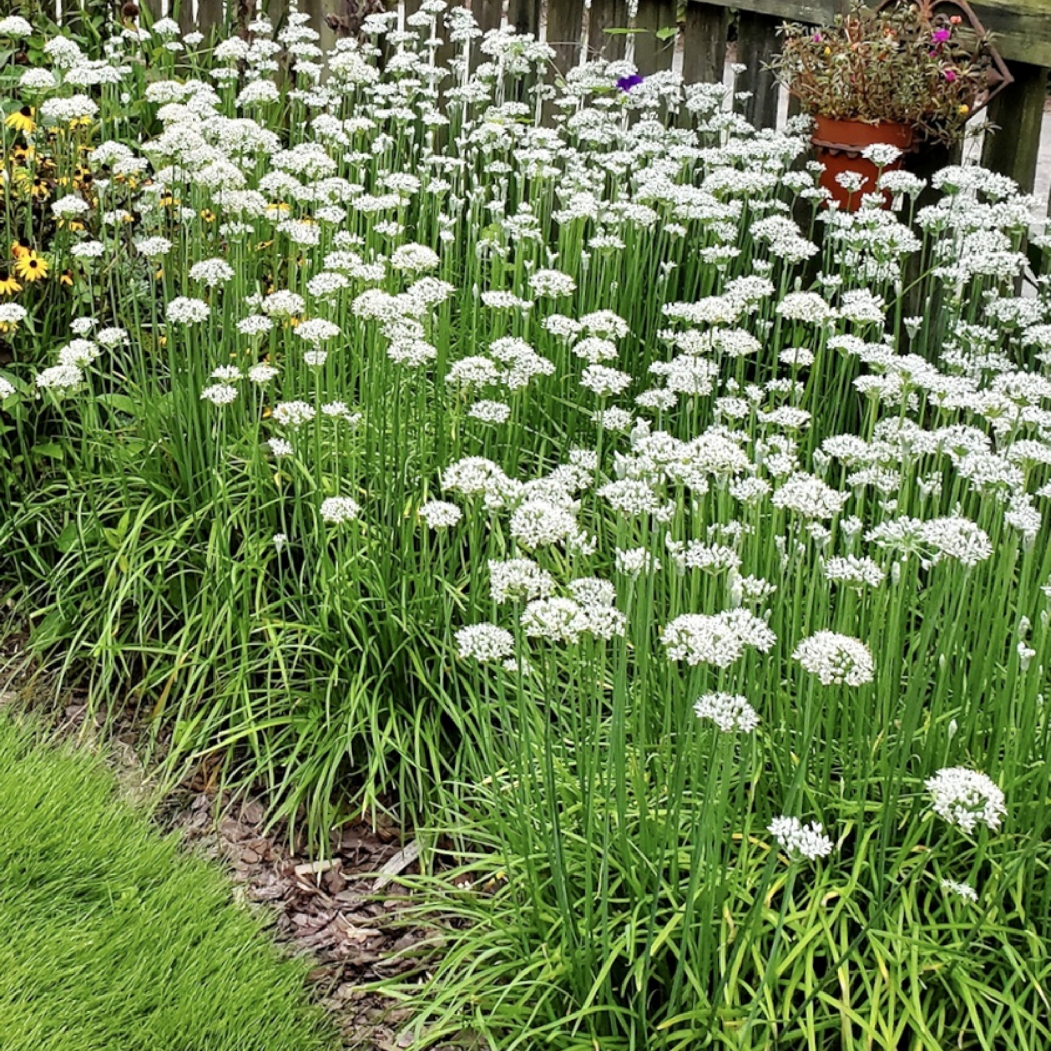 Garlic Chives - Allium tuberosum