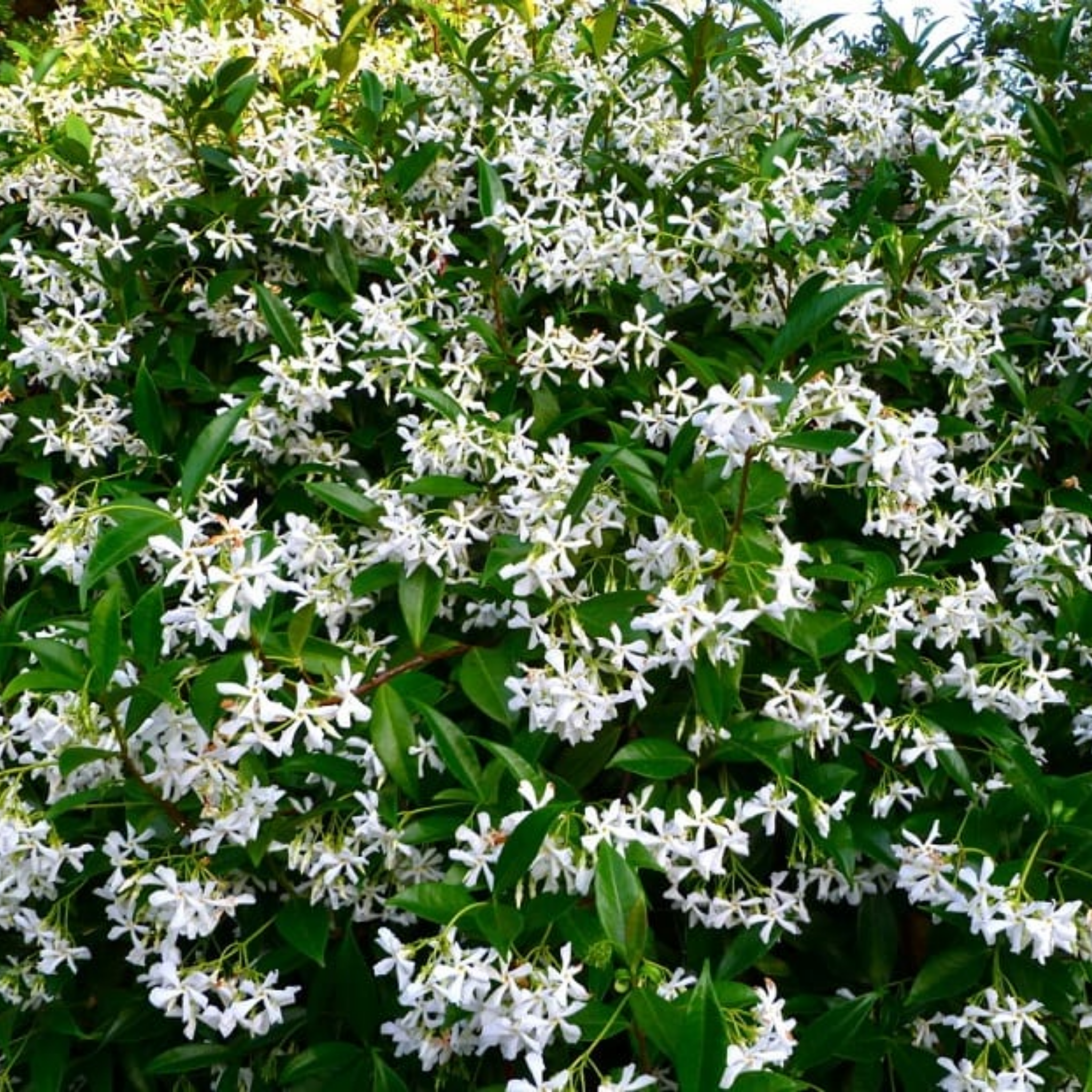 Chinese Star Jasmine - Trachelospermum jasminoides Jessamine