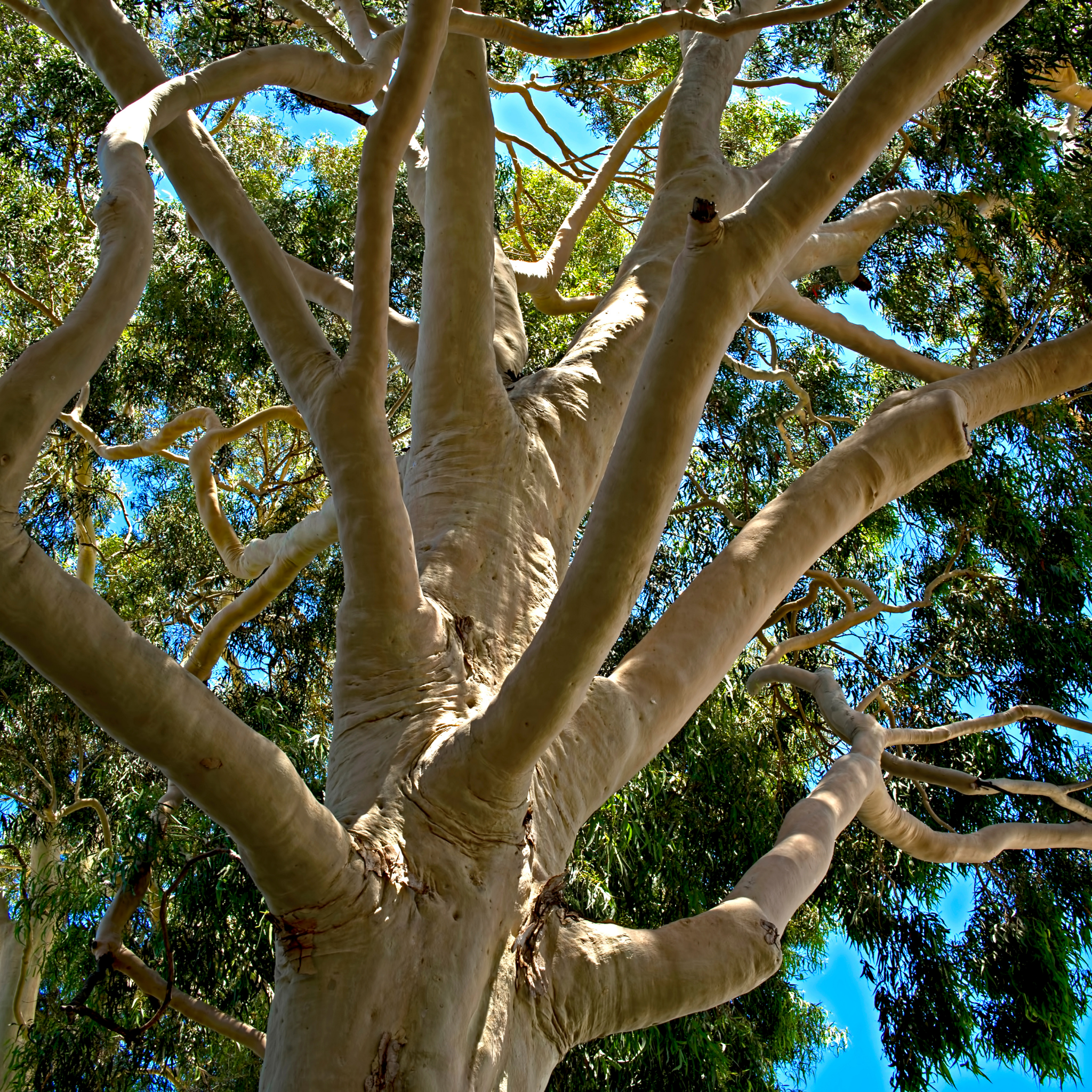 Lemon Scented Gum - Corymbia citriodora