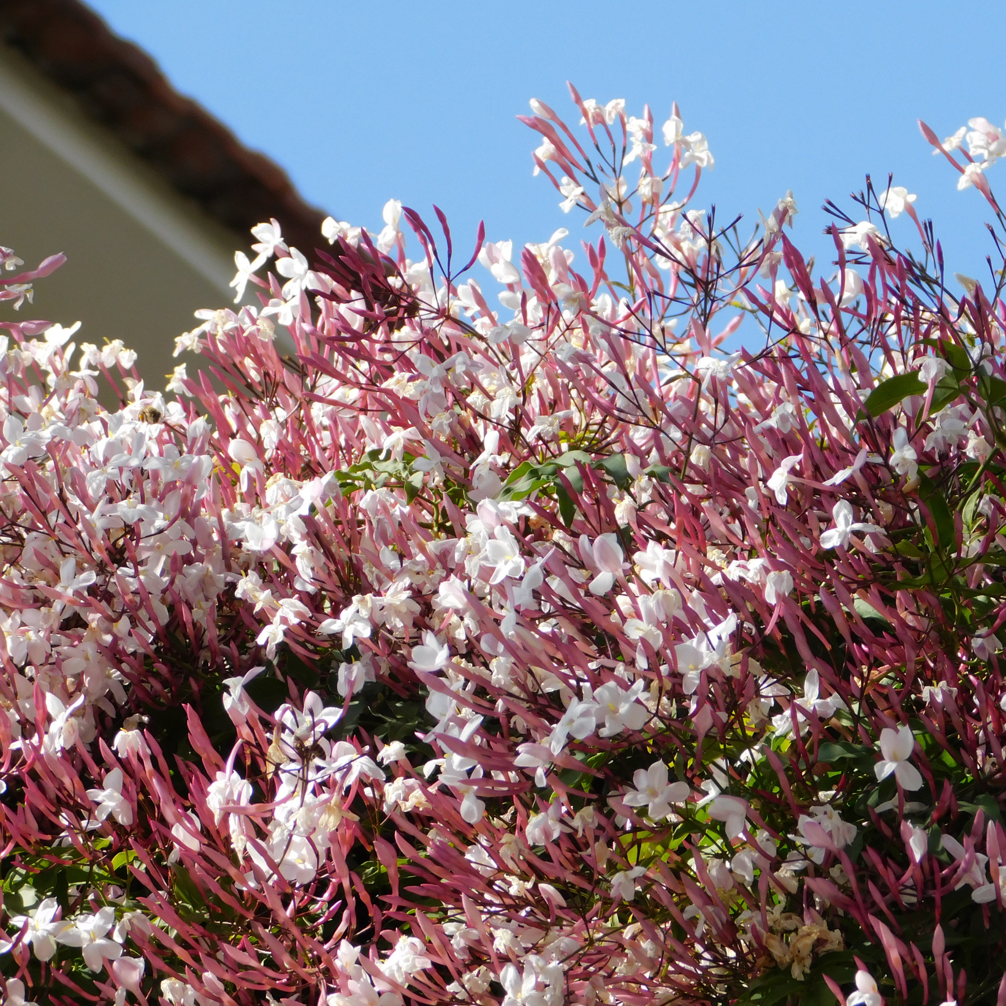 Pink Jasmine - Jasminum polyanthum