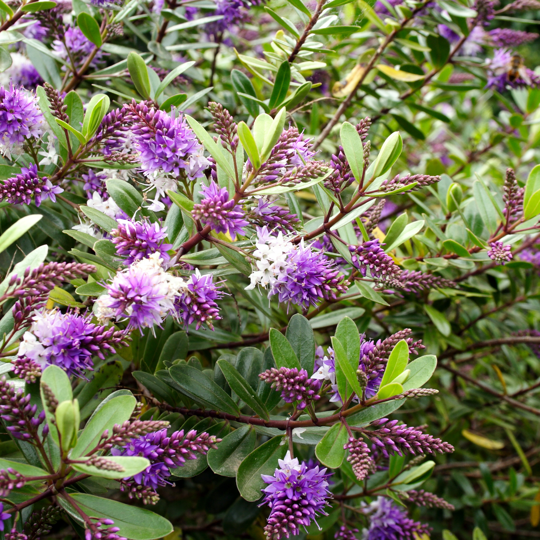 Hebe hybrida Marie Antoinette