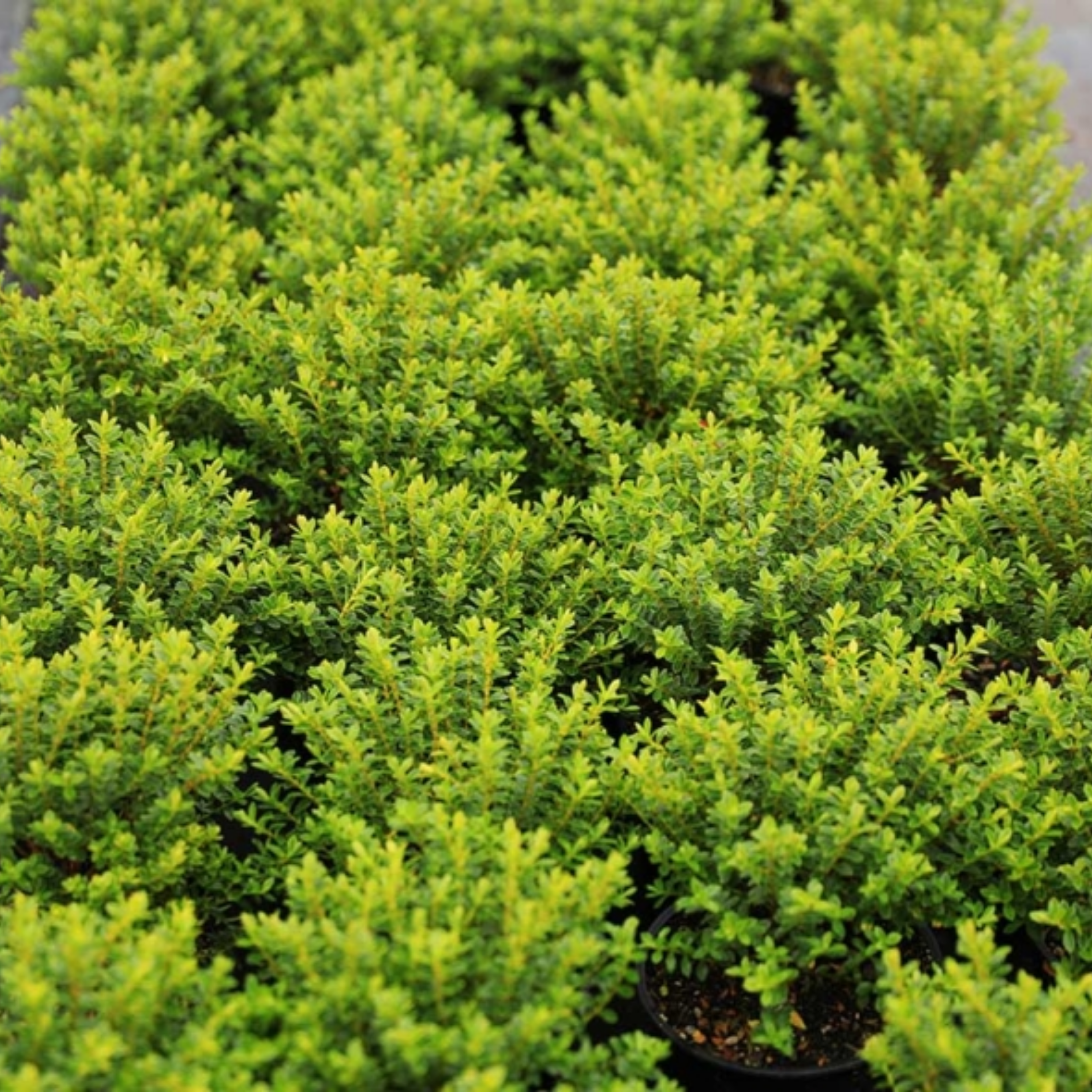 Hebe hybrida Wiri Cloud