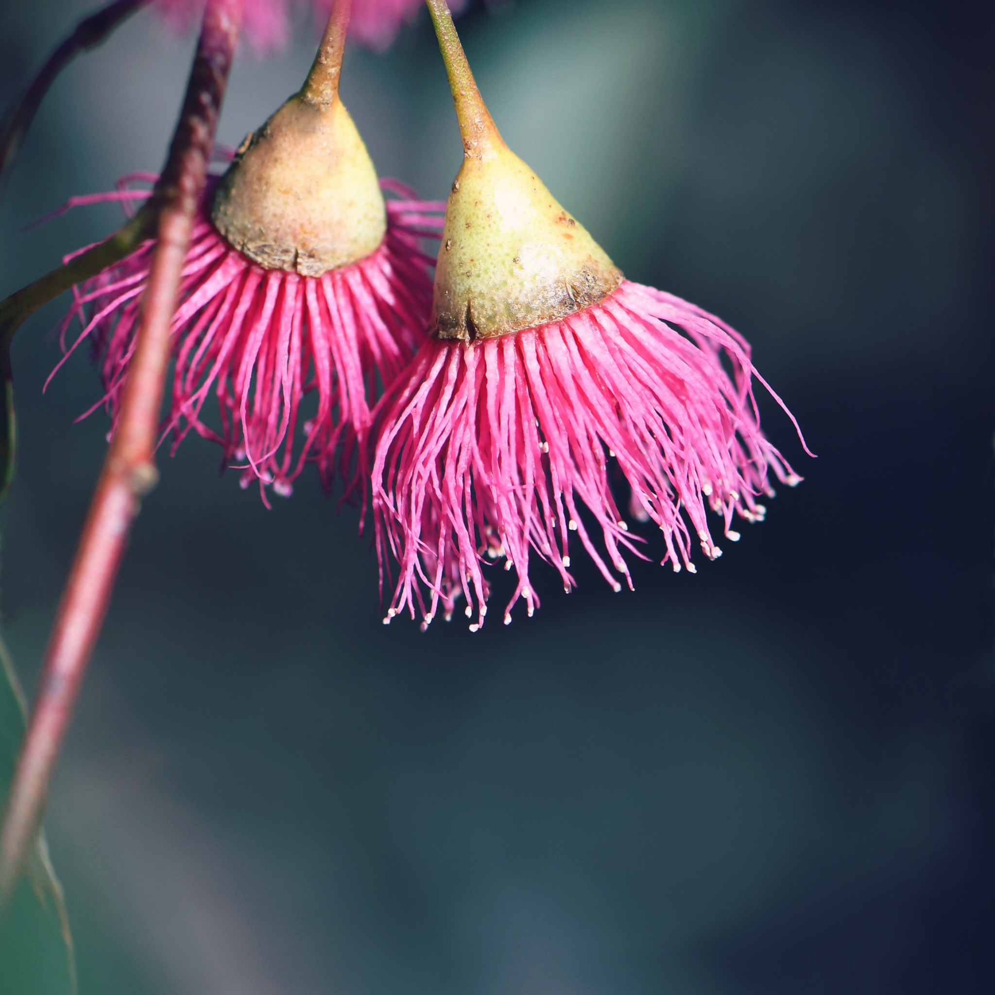 Eucalyptus Euky Dwarf Gum - Eucalyptus leucoxylon Euky Dwarf