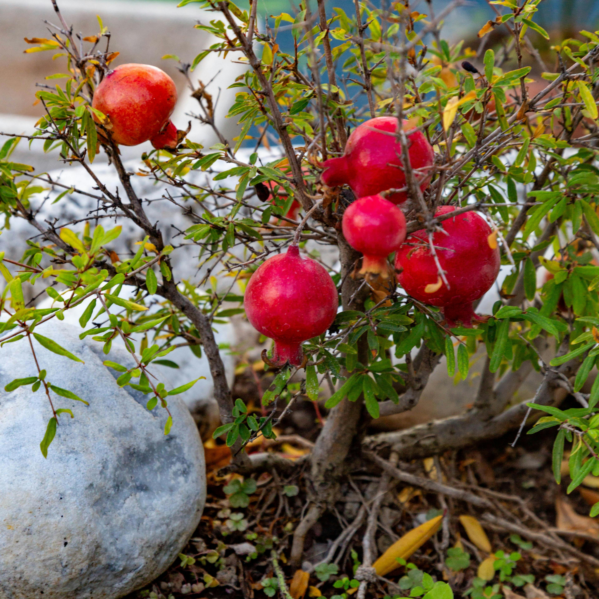 Pomegranate Tree - Punica granatum Wonderful