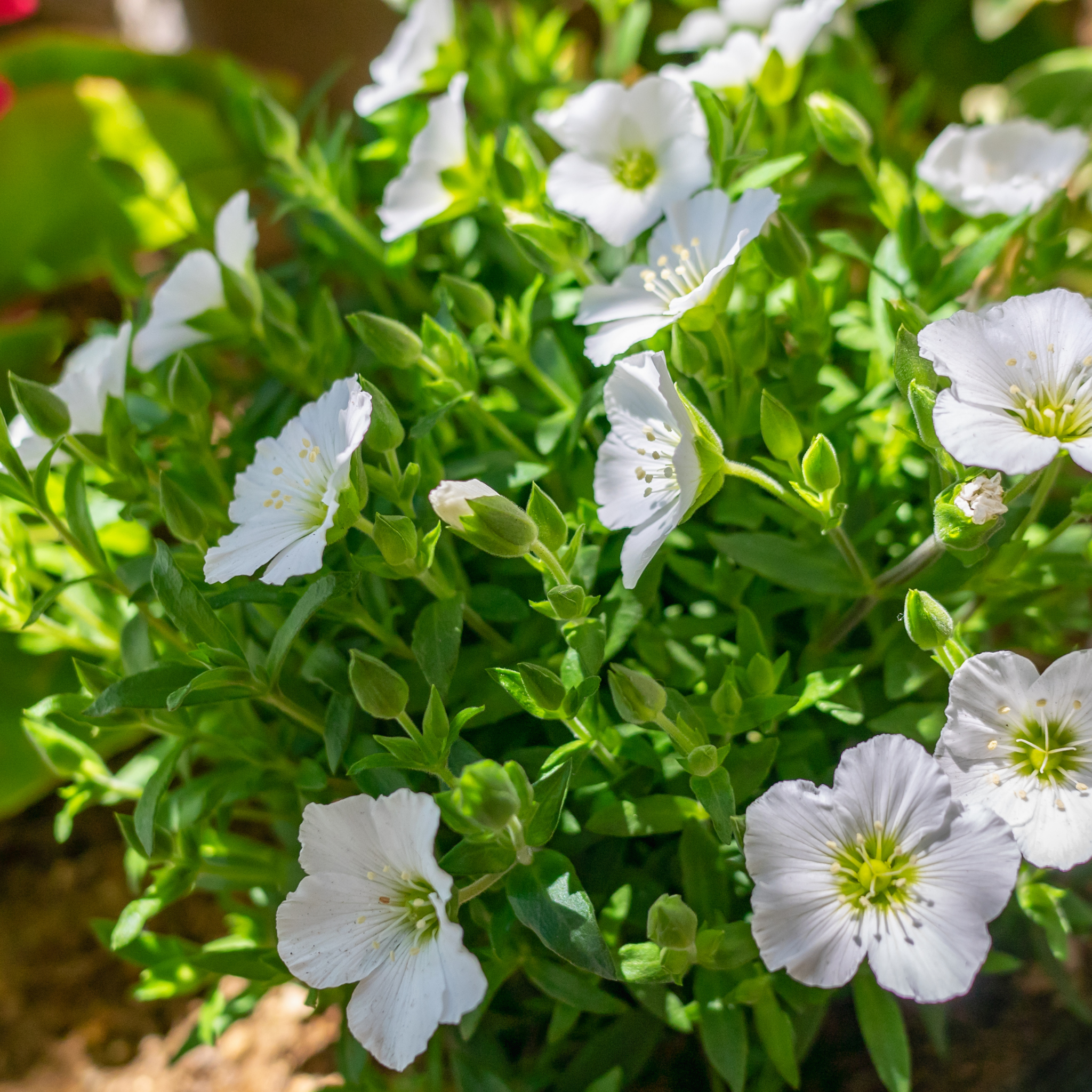 Mountain Sandwort - Arenaria montana