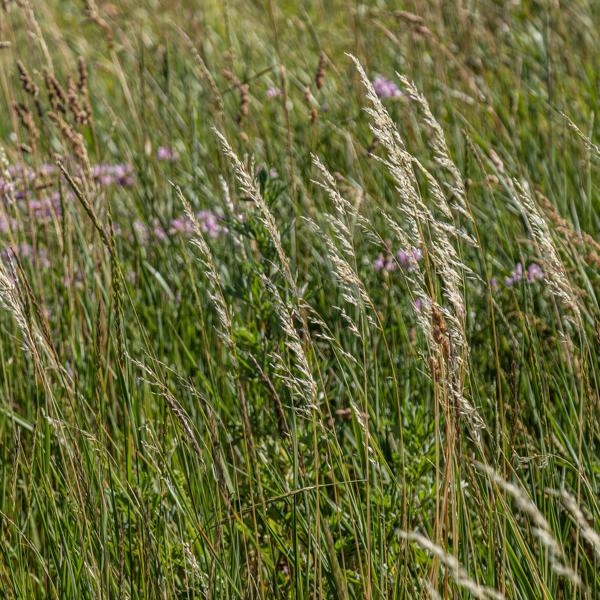 Snow Grass / Grey Tussock Grass - Poa sieberiana
