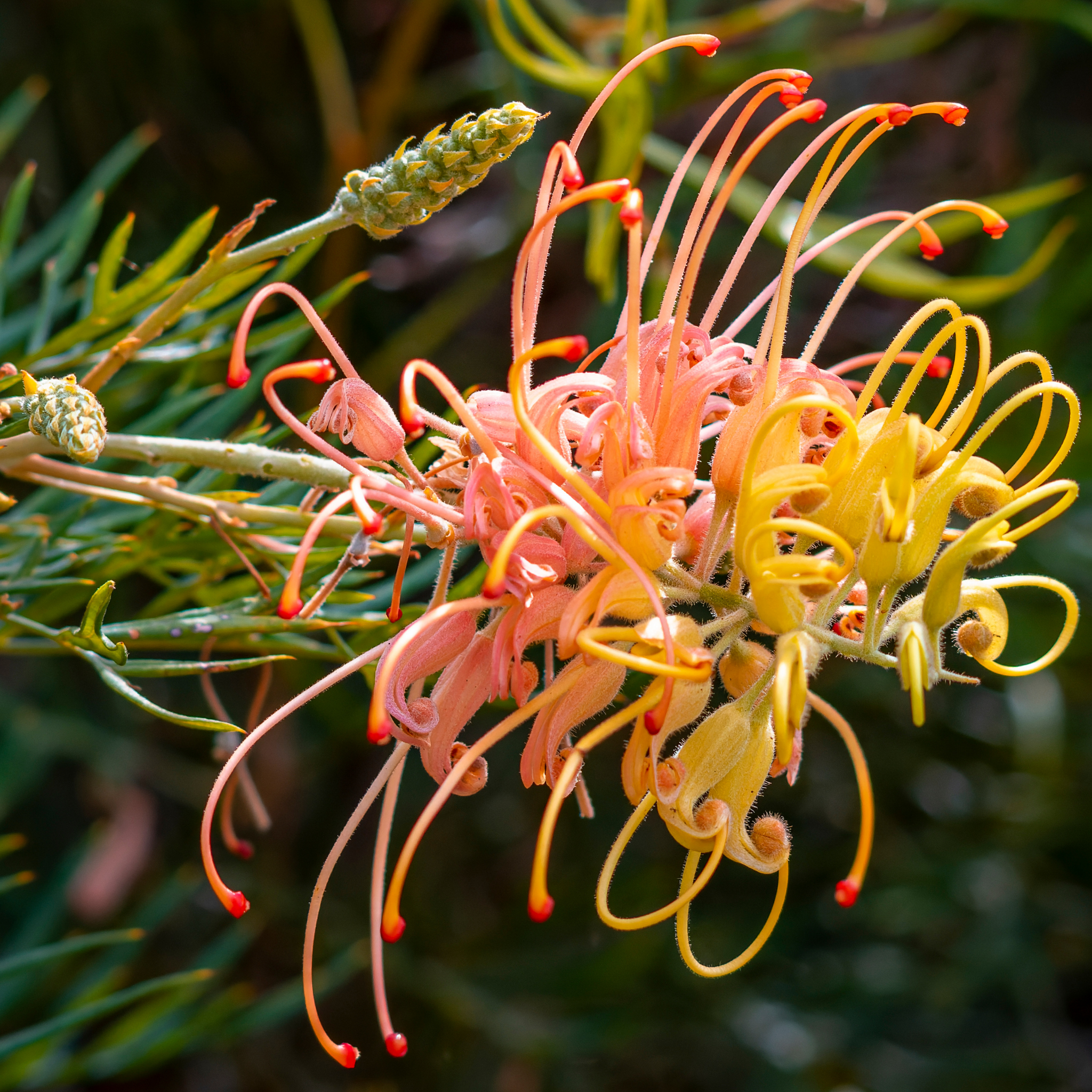Grevillea hybrida Peaches and Cream