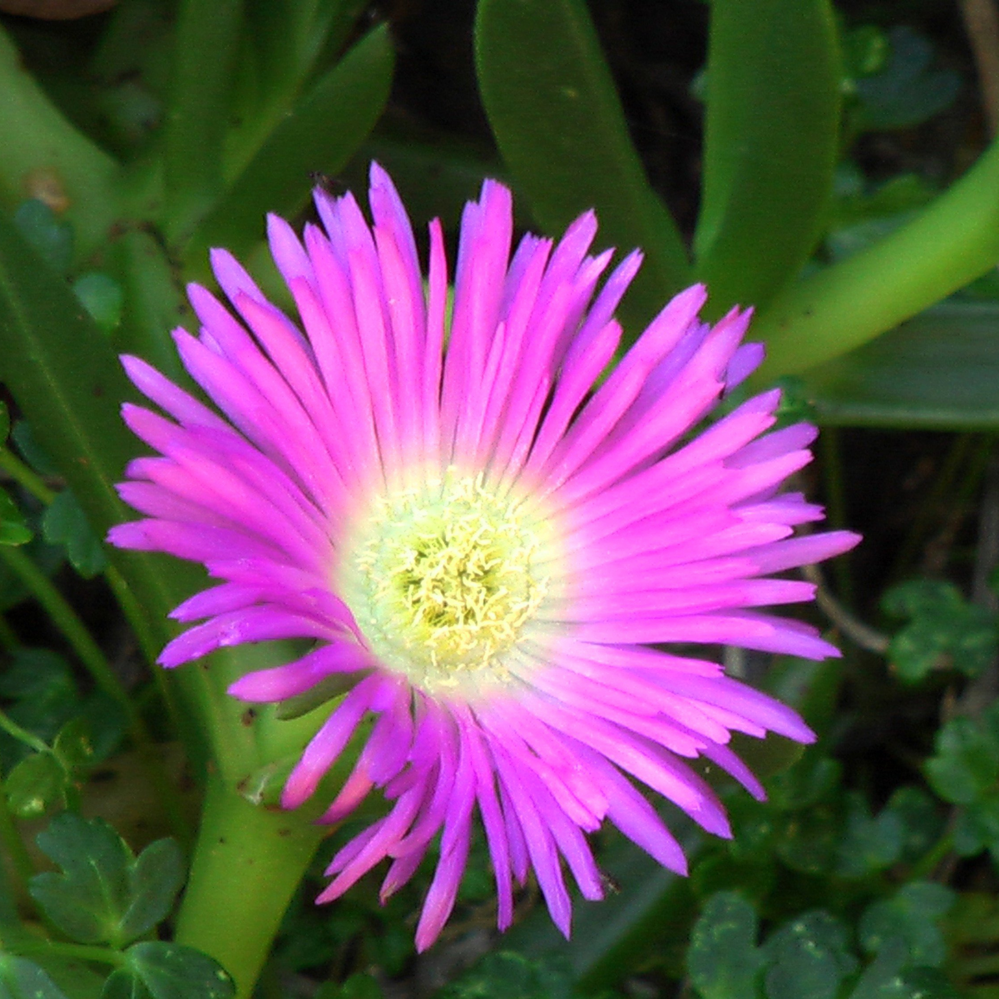 Pigface/Sea Fig - Carpobrotus glaucescens