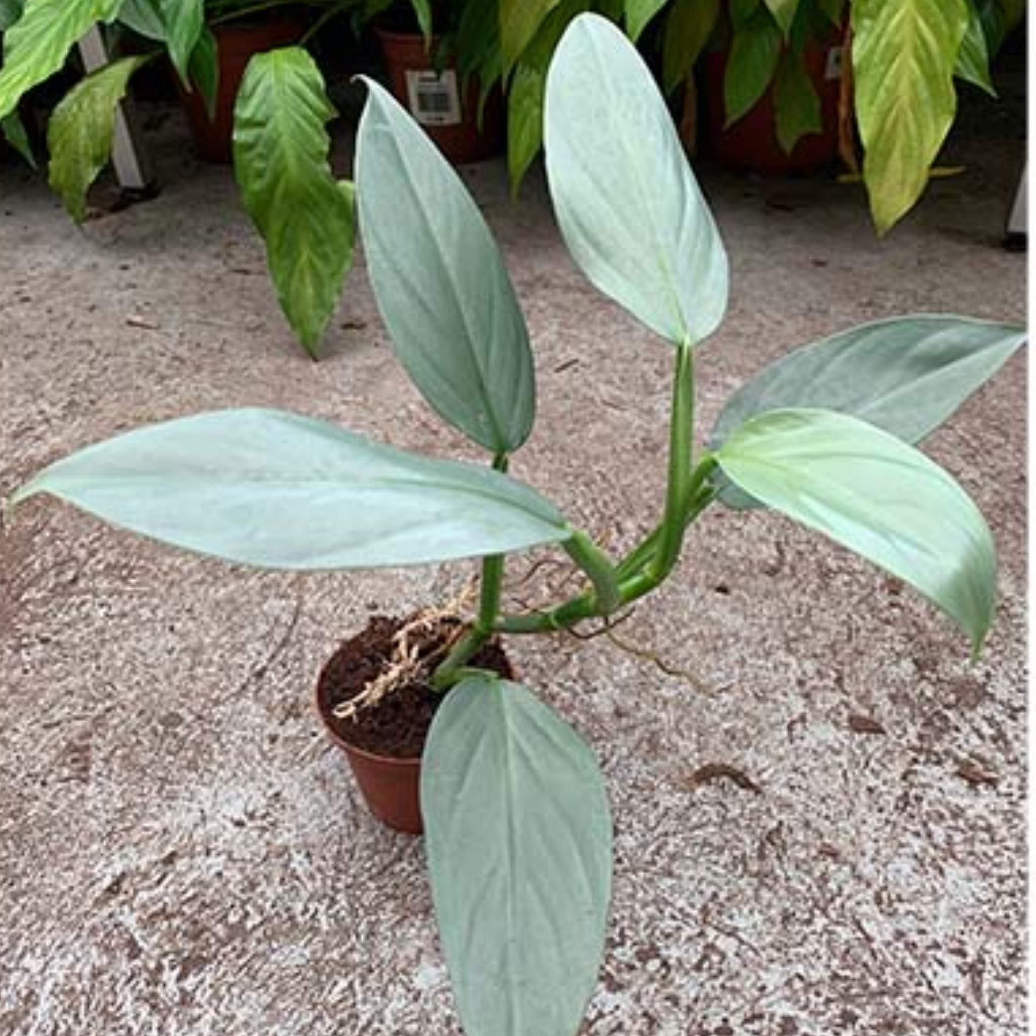 Silver Sword Philodendron - Philodendron hastatum