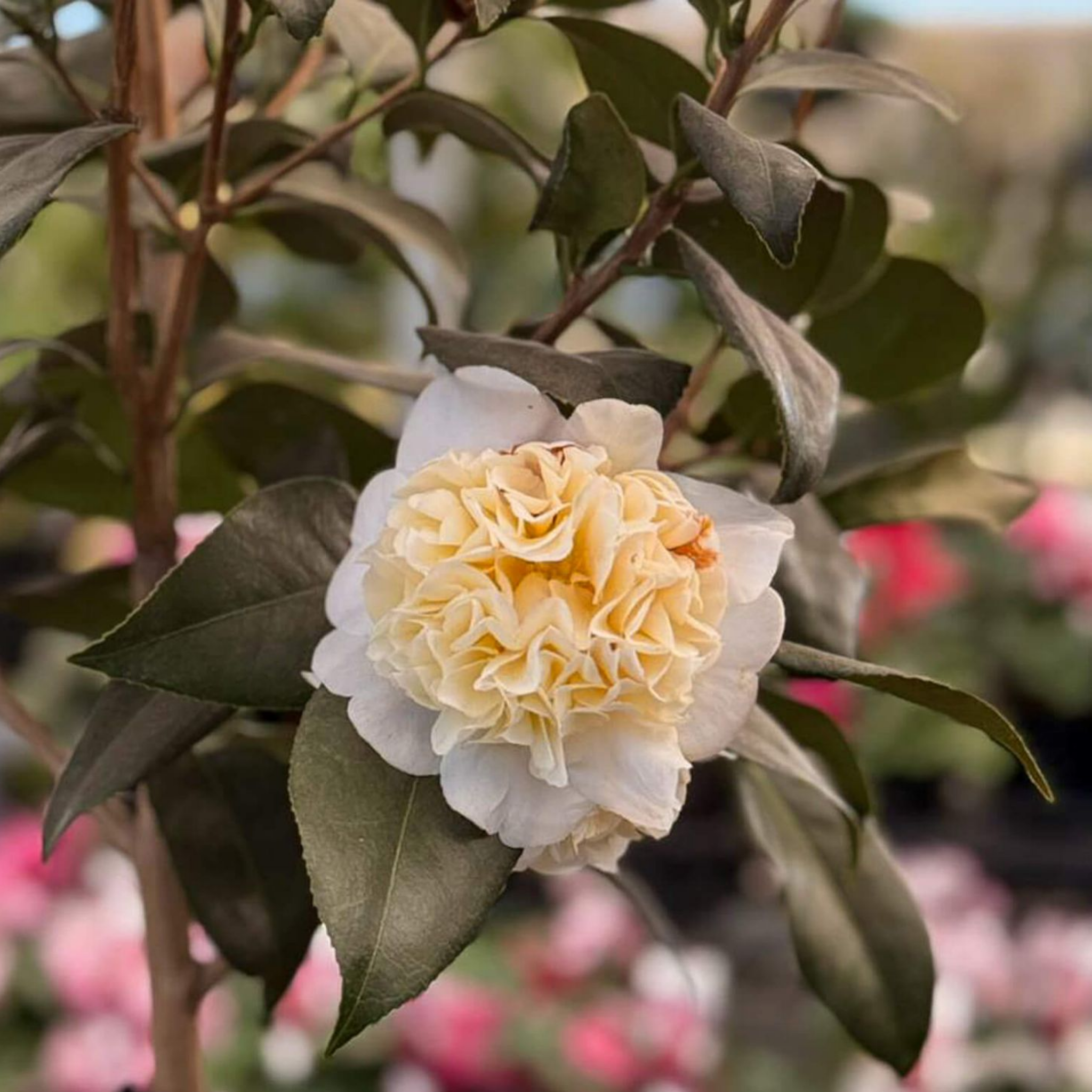Camellia japonica Brushfields Yellow