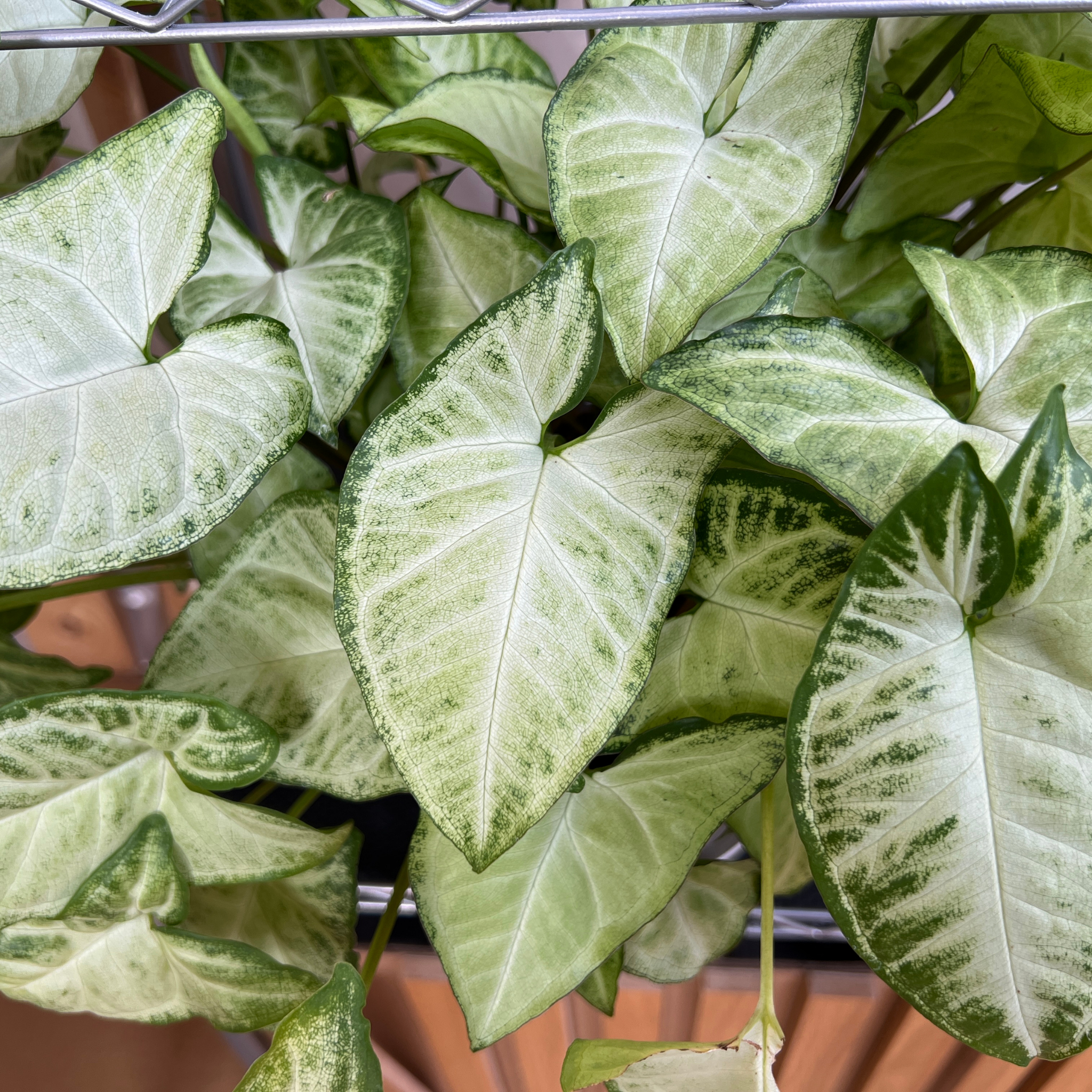 Variegated Syngonium - Syngonium podophyllum 'White Butterfly' Arrowhead Plant