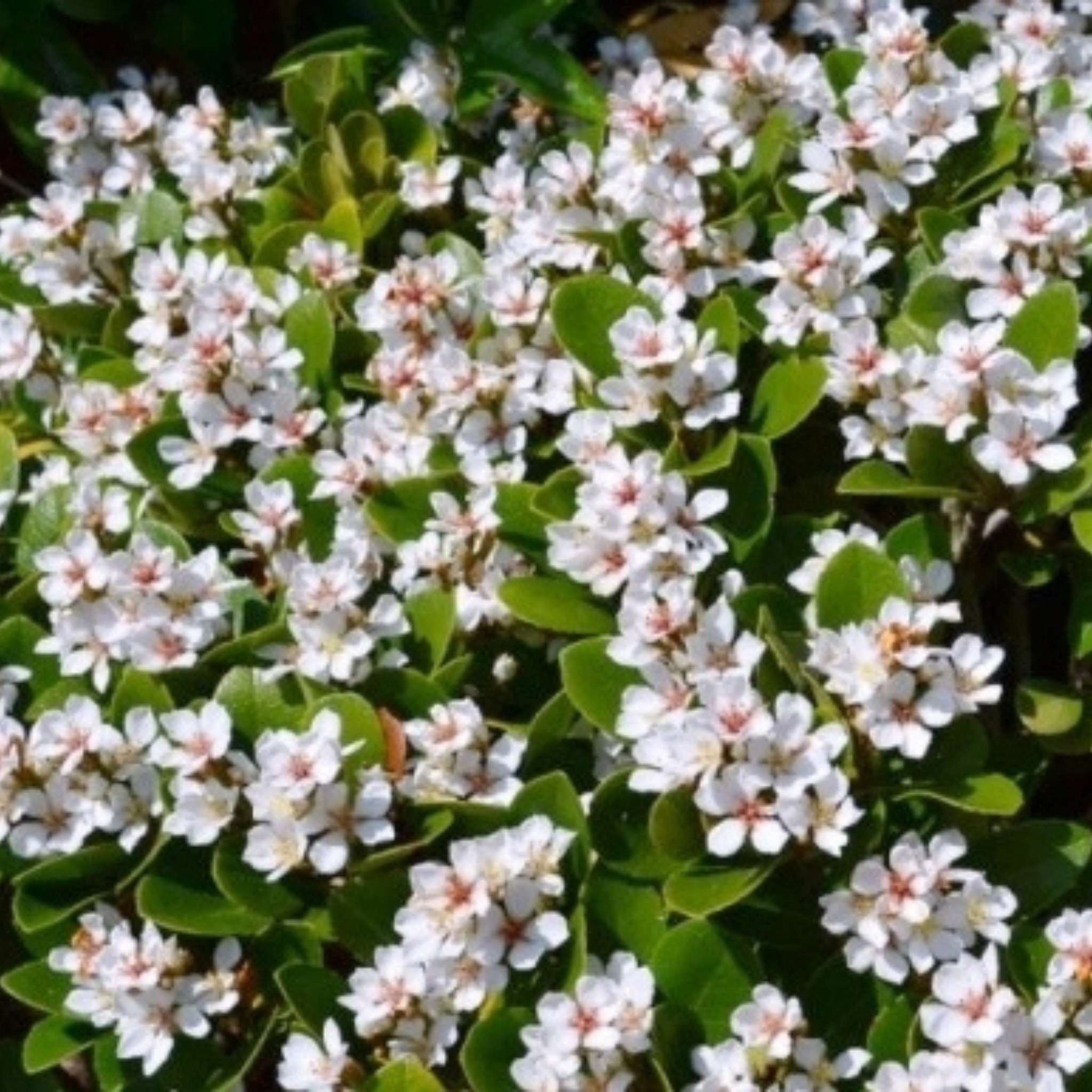 Indian hawthorn Oriental Pearl - Rhaphiolepis indica Oriental Pearl