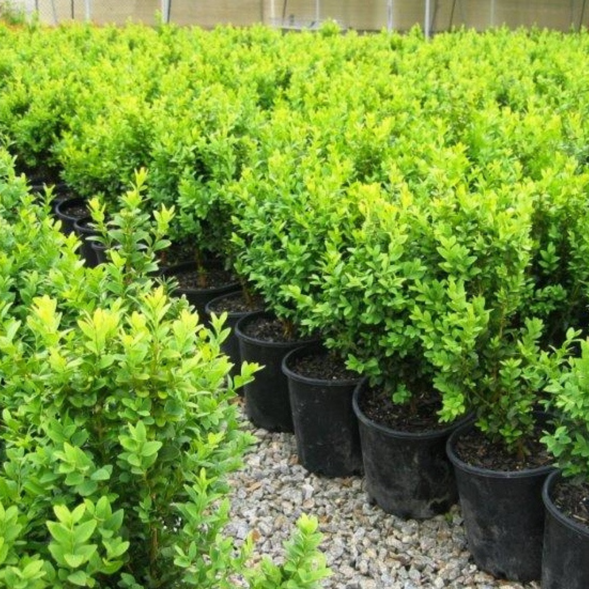 Row of potted green shrubs in a nursery setting