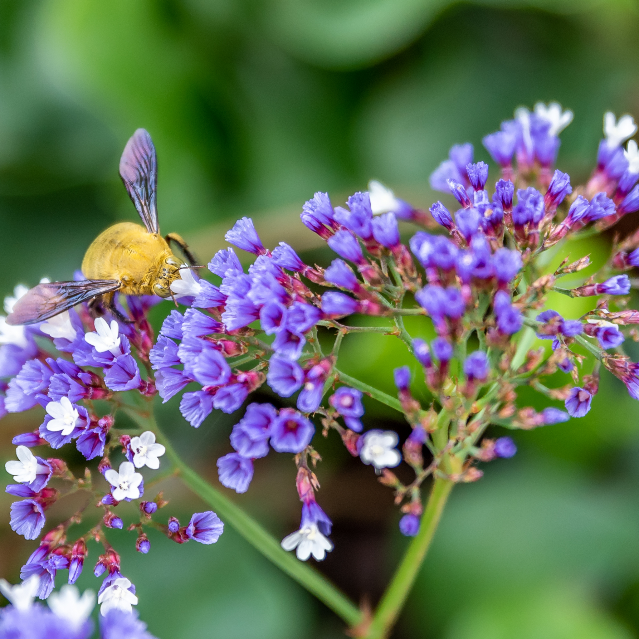 Sea Lavender - Limonium perezii