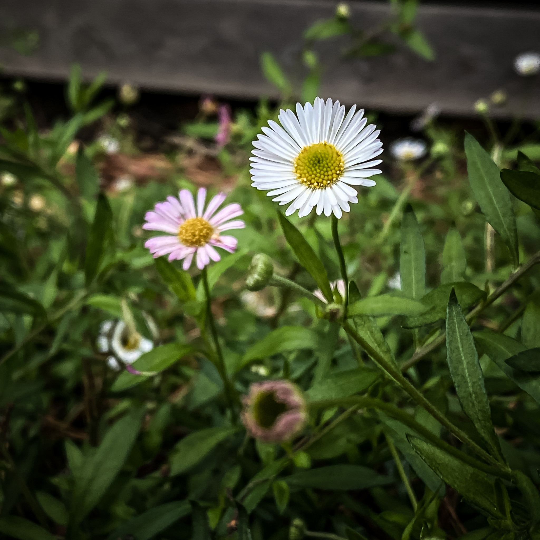 Seaside Daisy - Erigeron karvinskianus