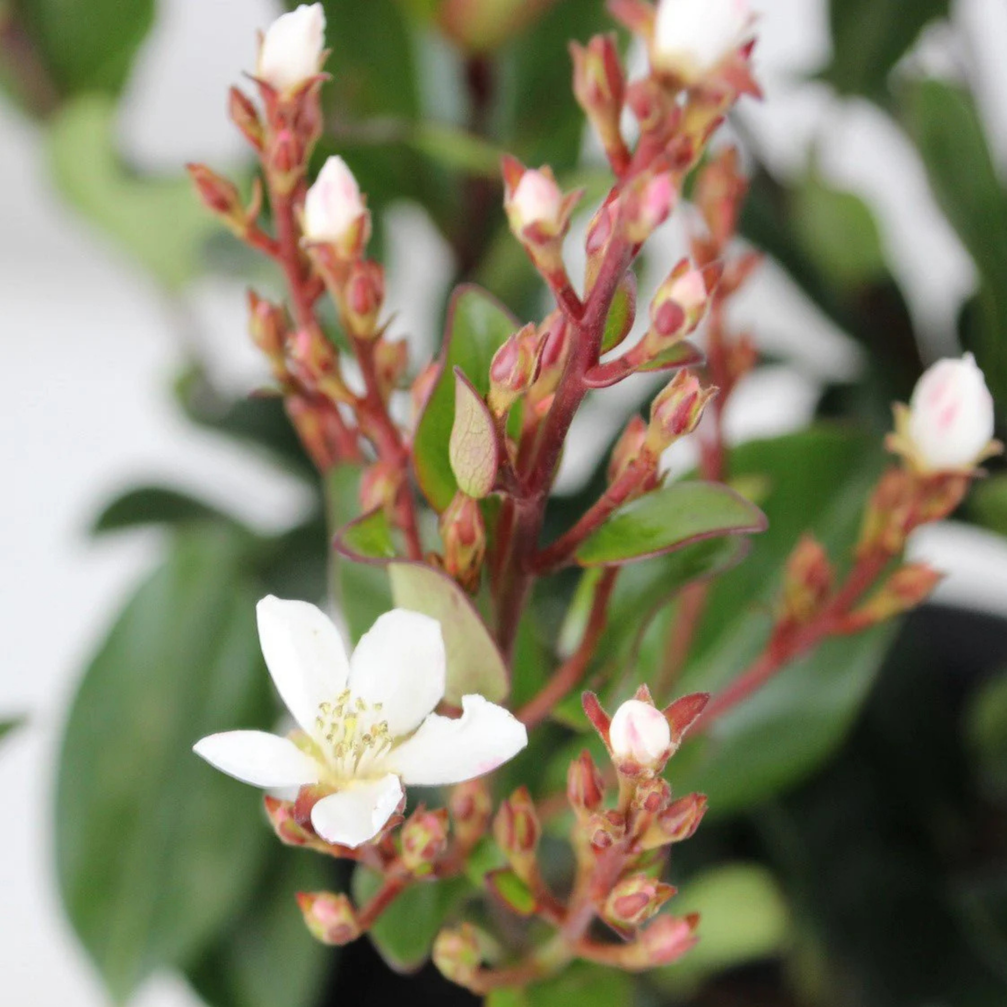Indian hawthorn Hot Tips - Rhaphiolepis rosiflora Hot Tips