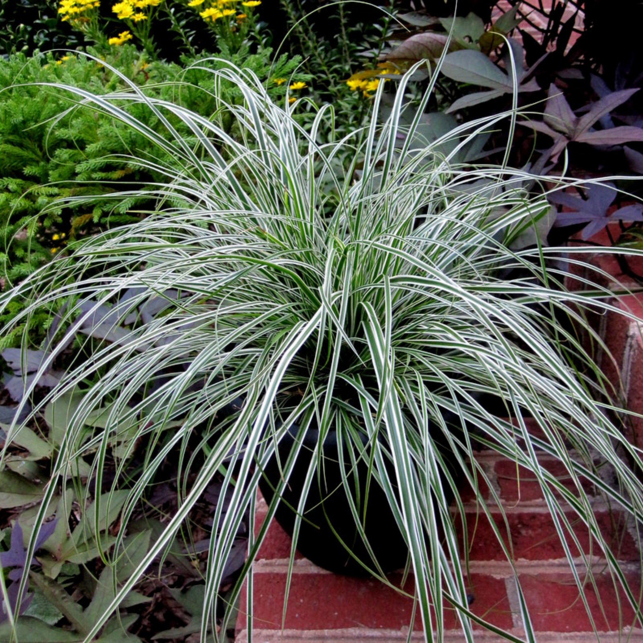 Decorative grass plant in a pot with a garden background