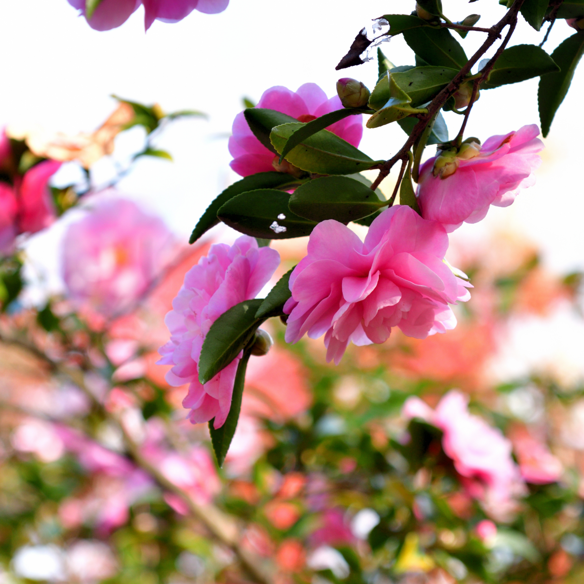 Camellia Paradise Olivia - Camellia sasanqua 'Paradise Olivia'