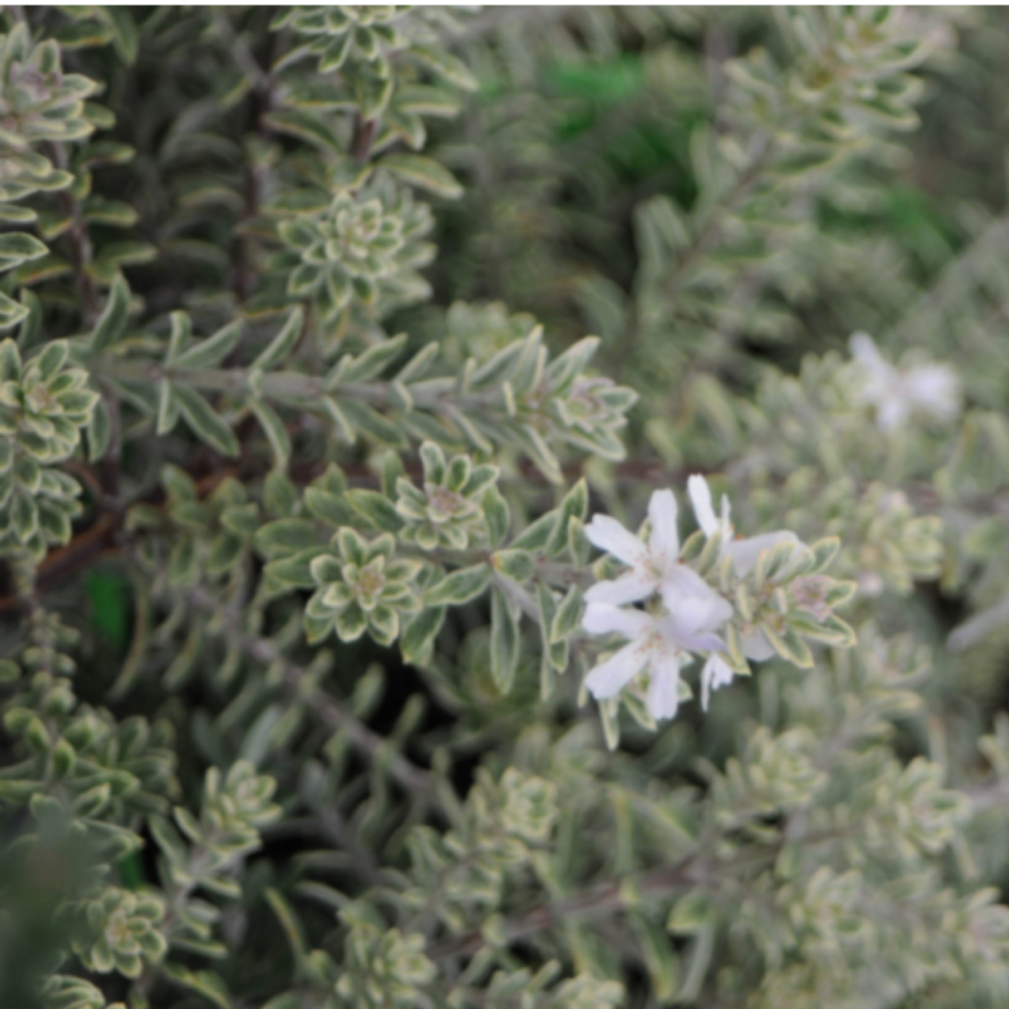 Coastal Rosemary Smokey - Westringia fruticosa Smokey