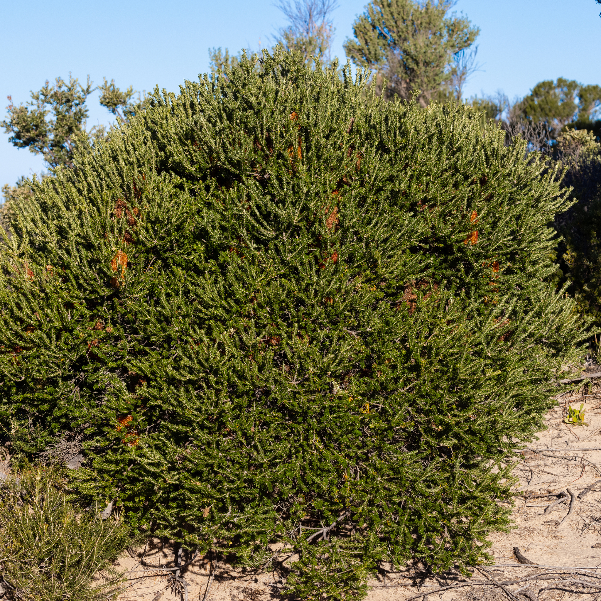 Green shrub with some brown leaves against a clear blue sky