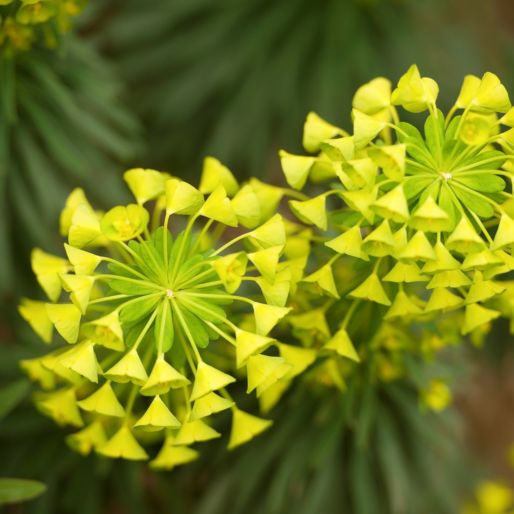 Glacier Blue Spurge - Euphorbia characias 'Glacier Blue'