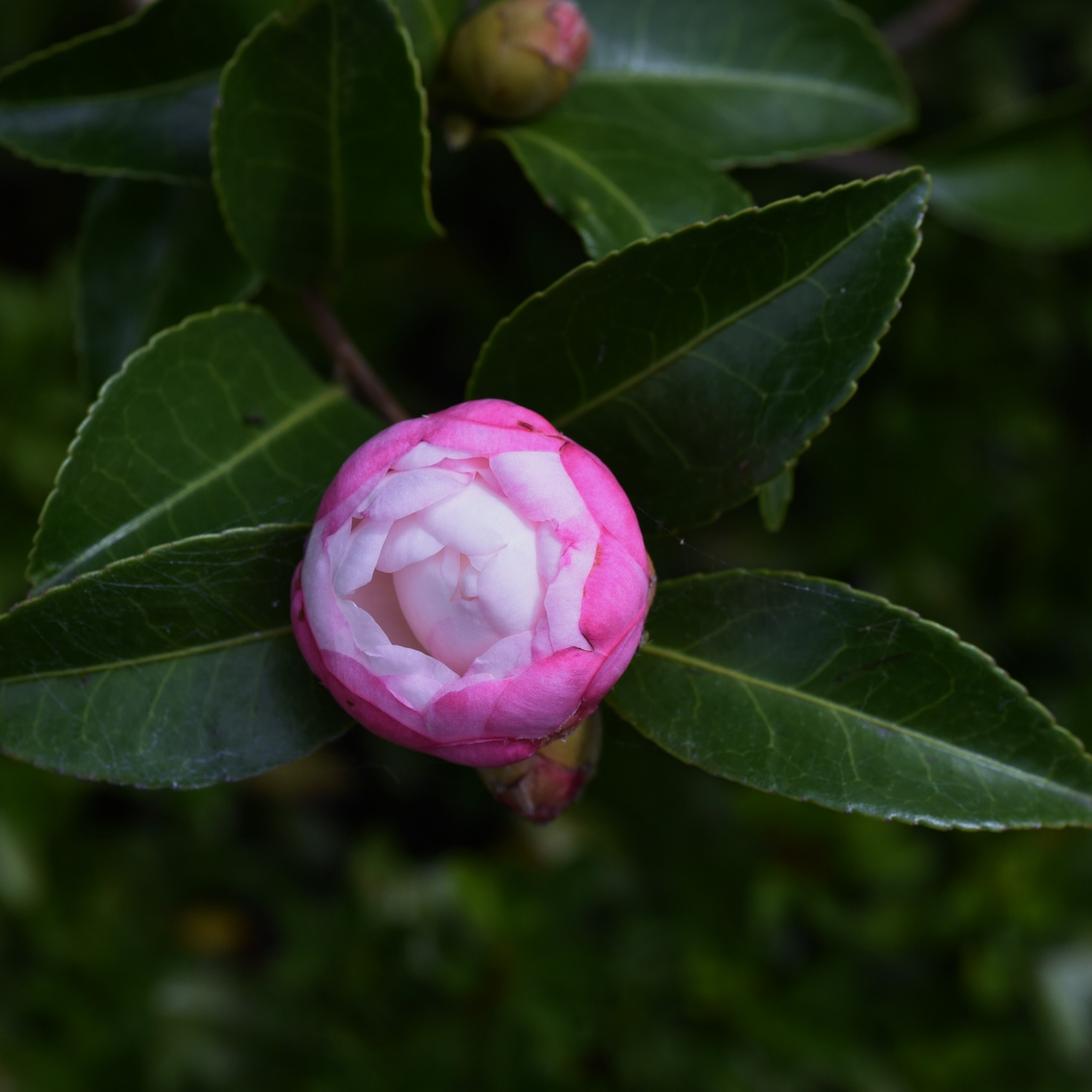 Camellia Paradise Blush - Camellia sasanqua 'Paradise Blush'