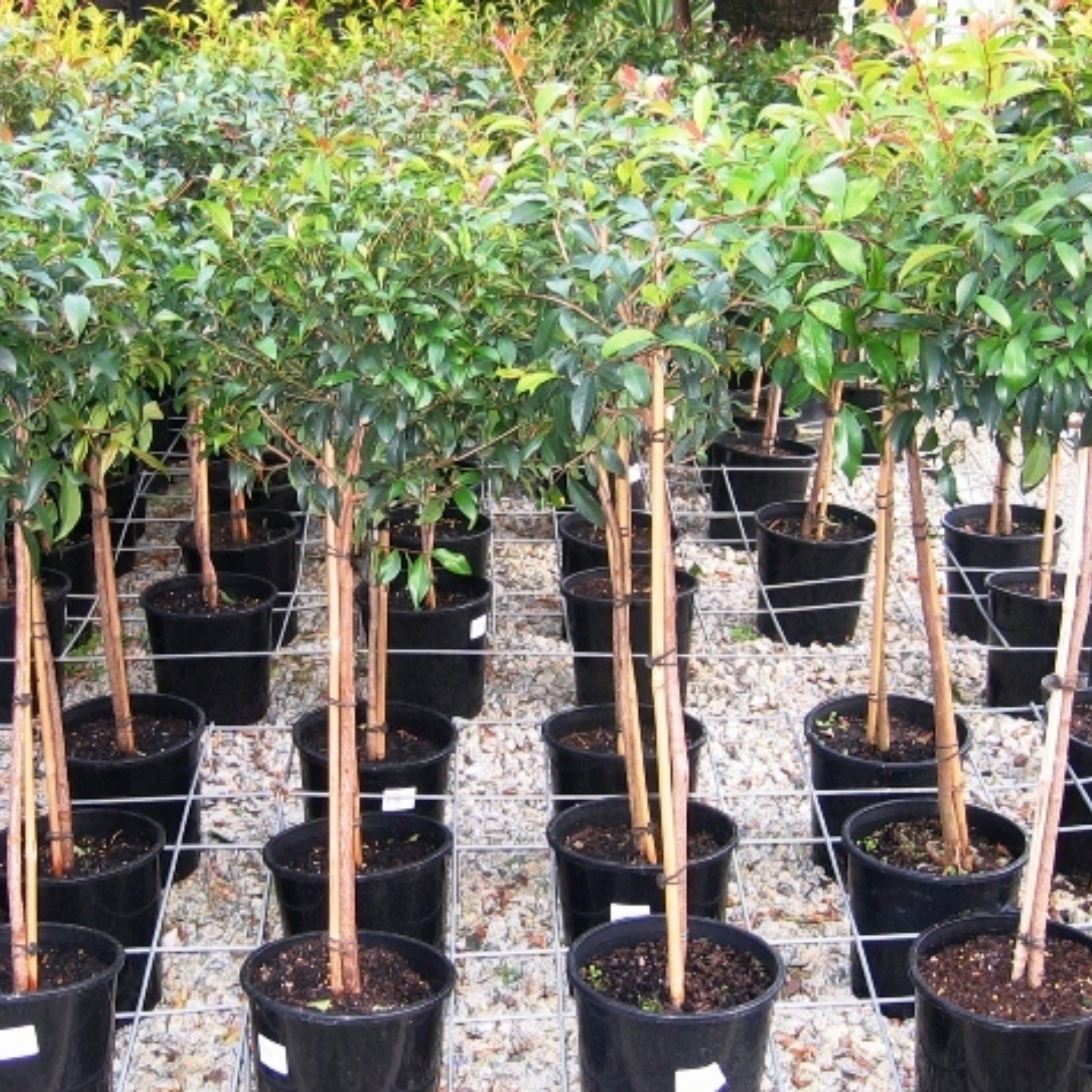 Lilly Pilly - Brush Cherry - Syzygium australe
