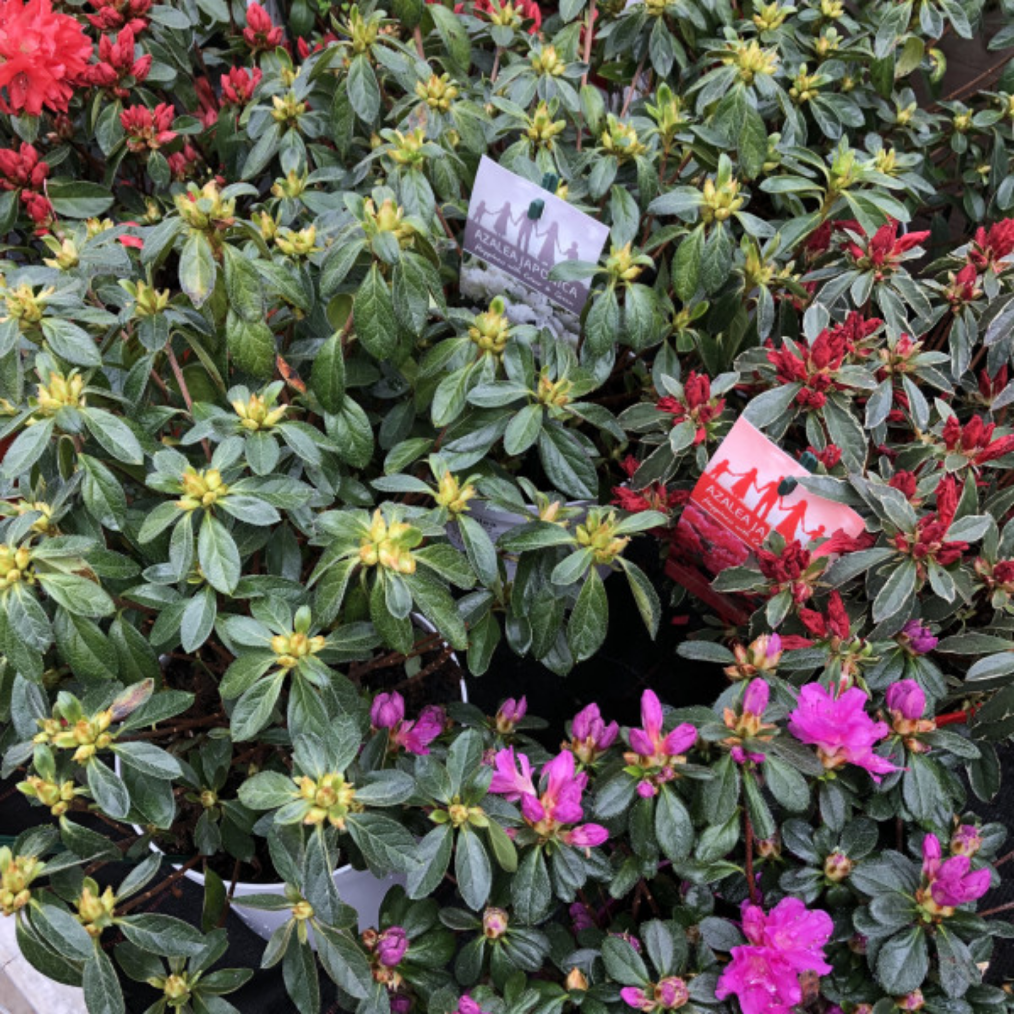 Bush with green leaves and pink flowers, with a visible plant label.