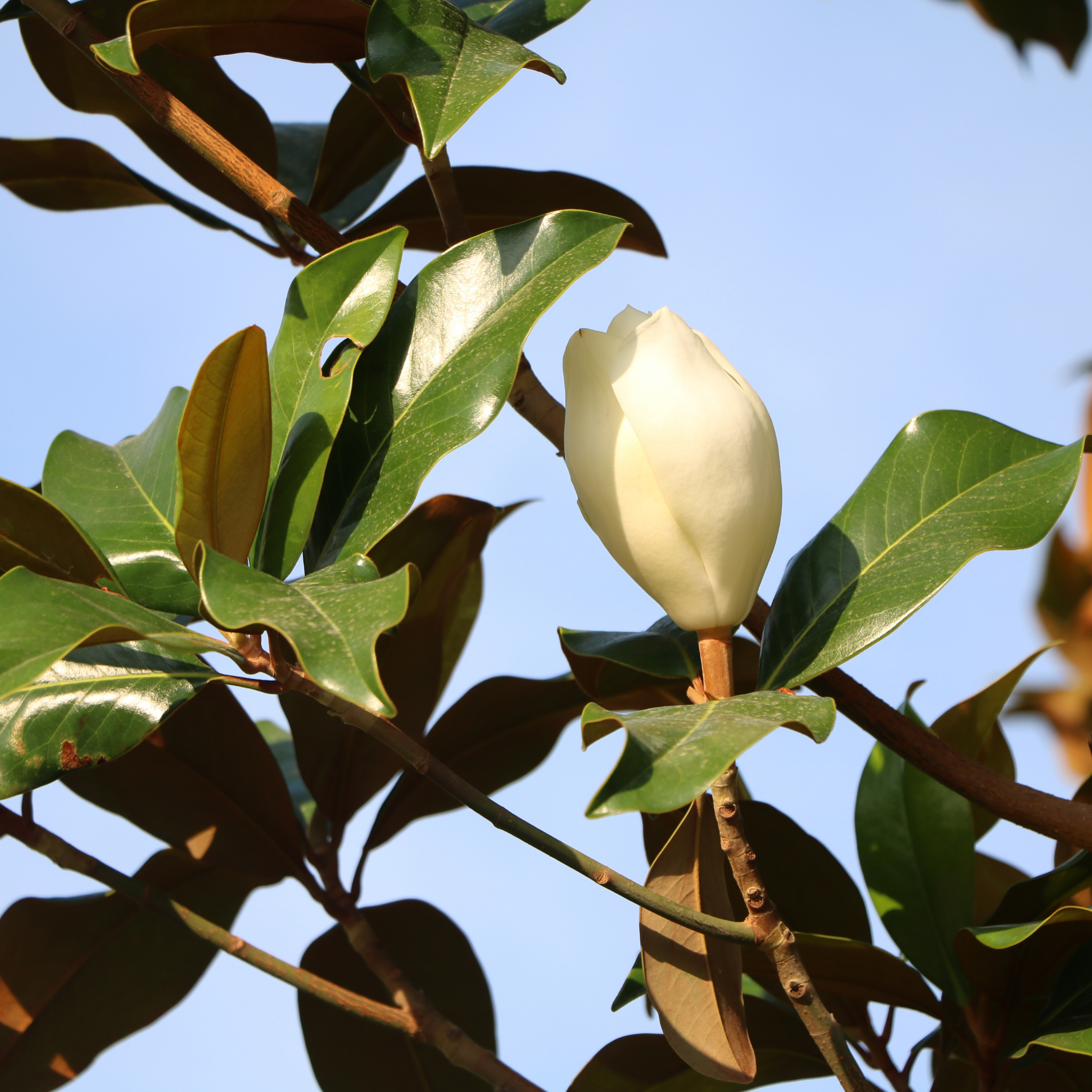 Southern Magnolia - Magnolia grandiflora 'Coolwyn Gloss'