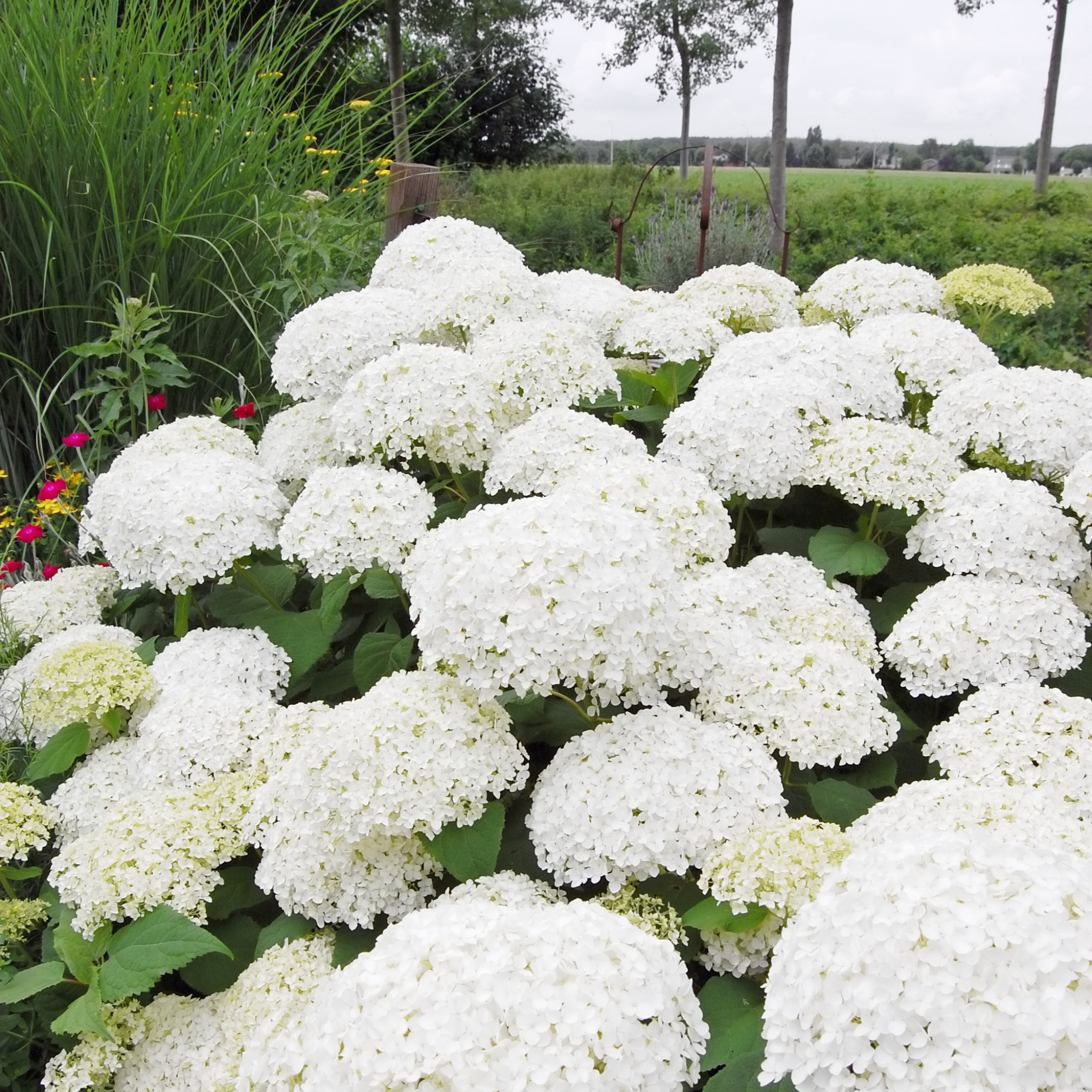 Hydrangea arborescens 'Annabelle' – Smooth Hydrangea