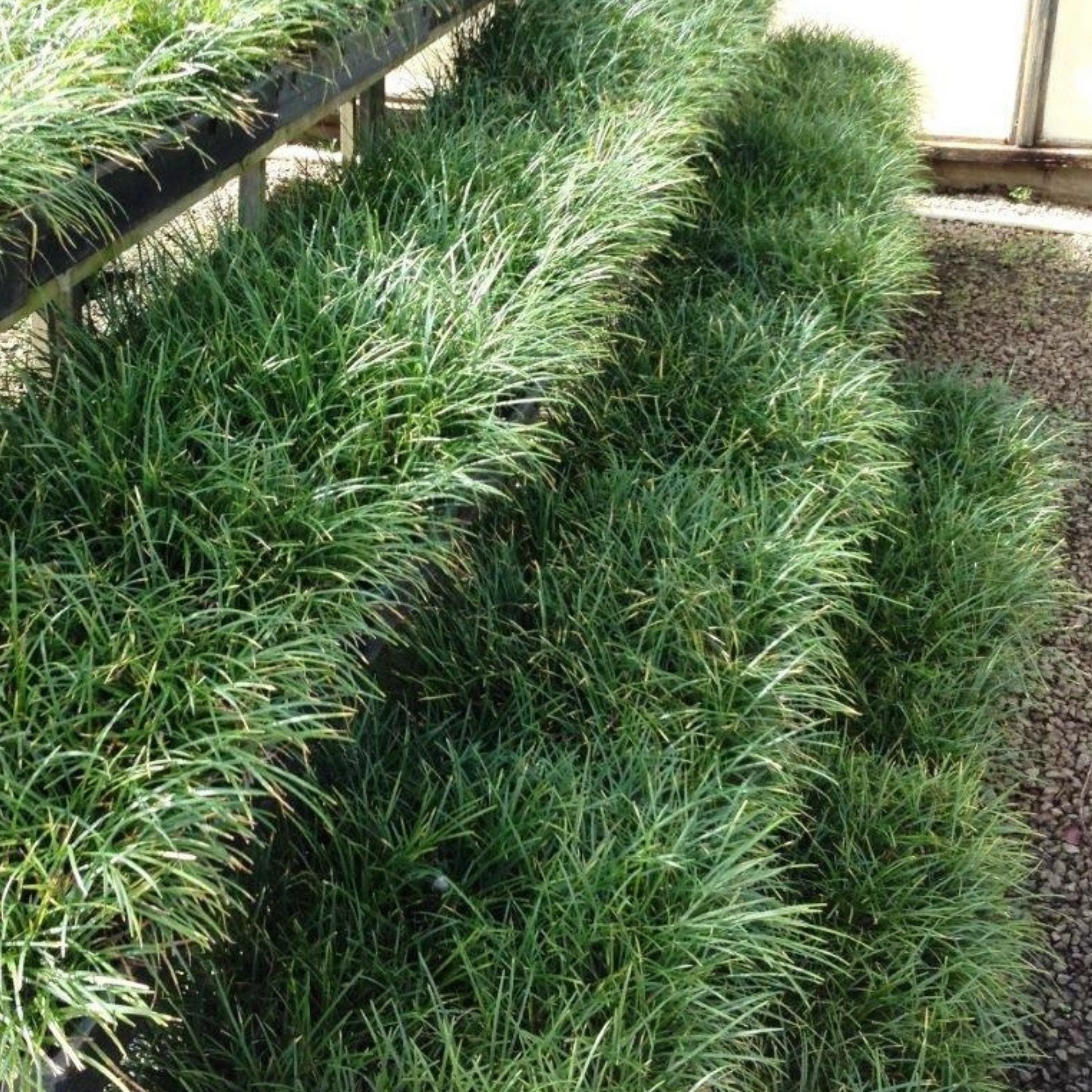 Mondo Grass - Ophiopogon japonicus