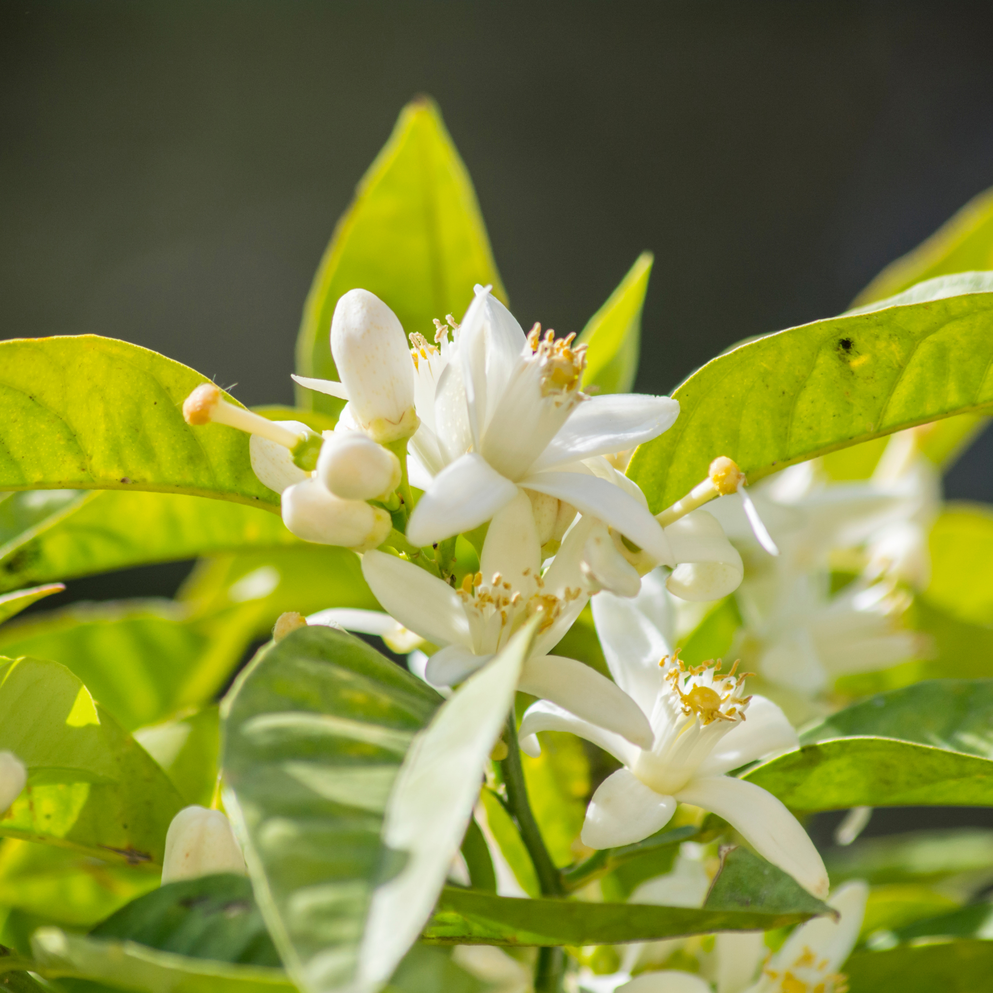 Dwarf Orange Tree (Washington Navel) - Citrus sinensis Washington Navel Dwarf