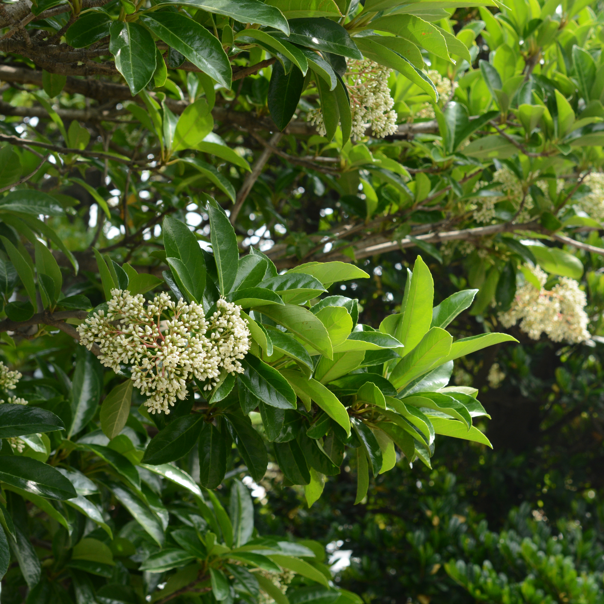 Sweet Viburnum Emerald Lustre - Viburnum Odoratissimum Emeral Lustre