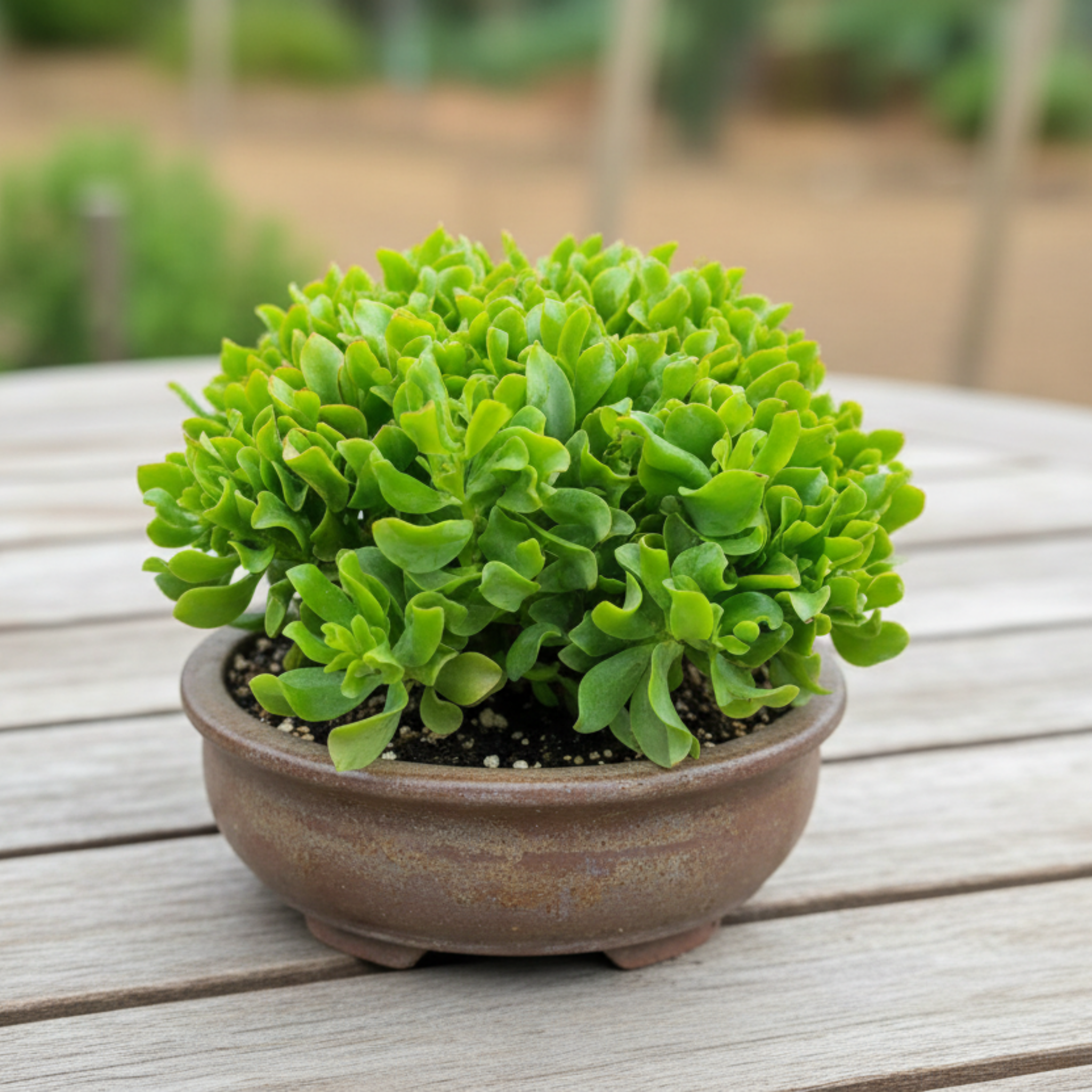 Curly Jade / Crinkle Jade - Crassula ovata 'Undulata'
