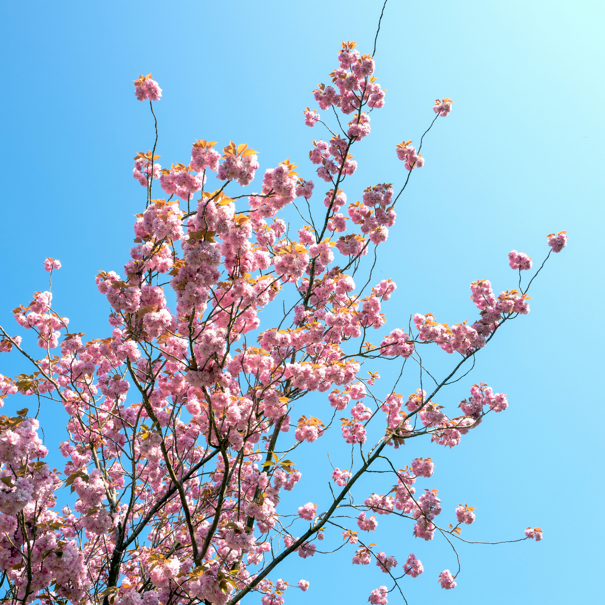 Pink cherry blossoms against a clear blue sky