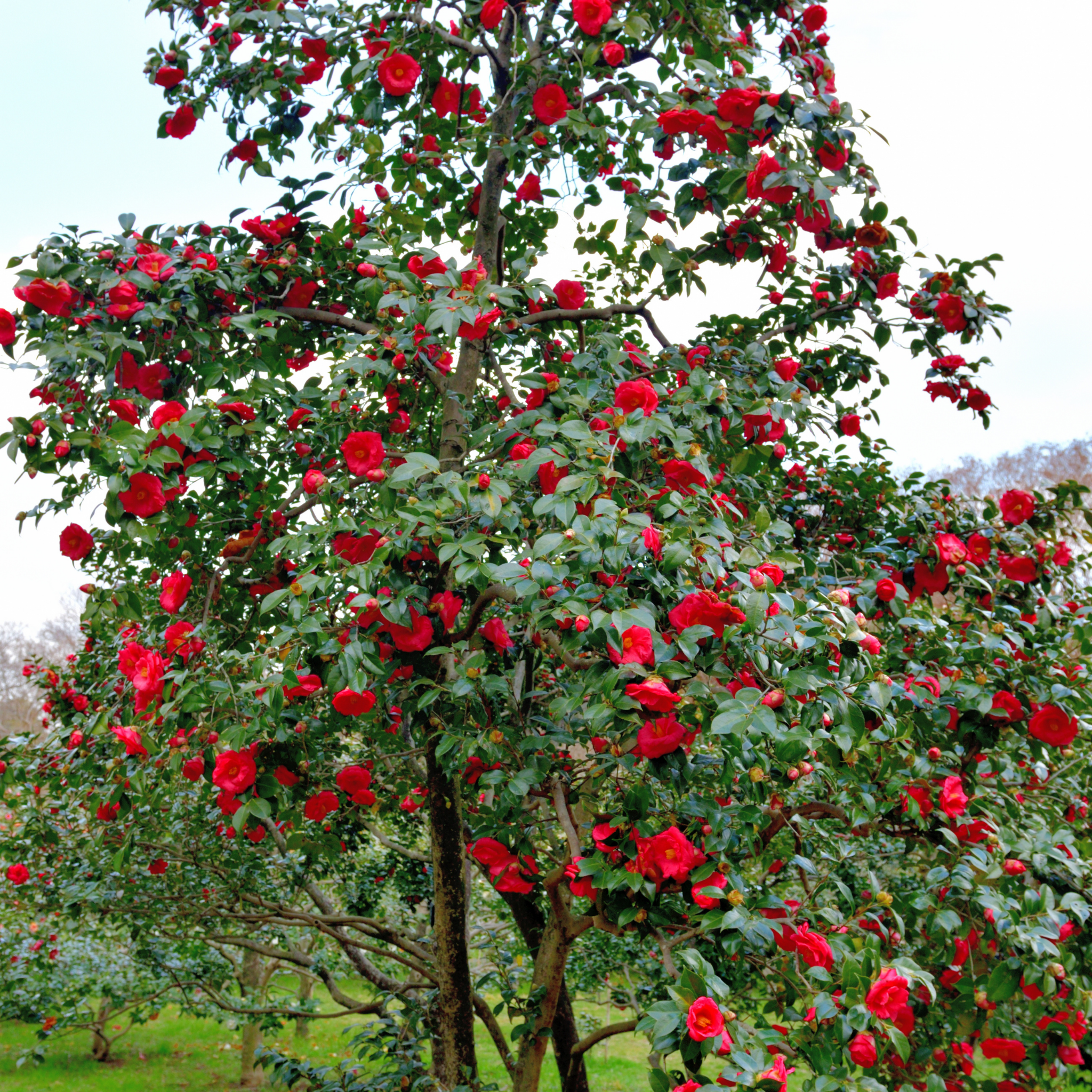 Camellia japonica Wildfire