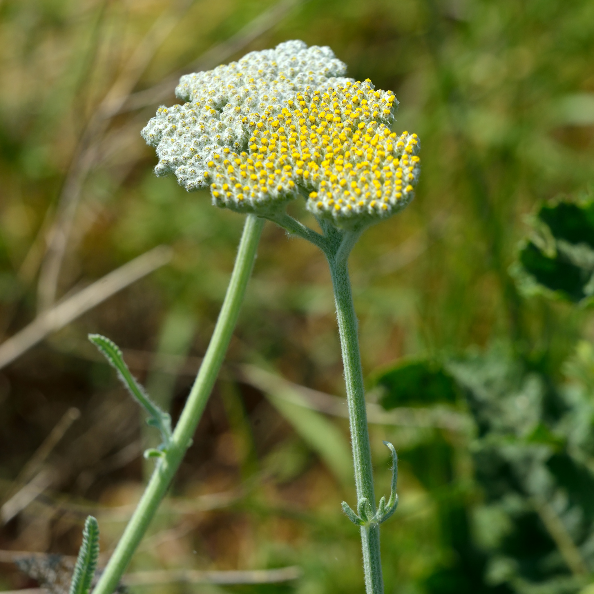 Ornamental Yarrow - Achillea clypeolata