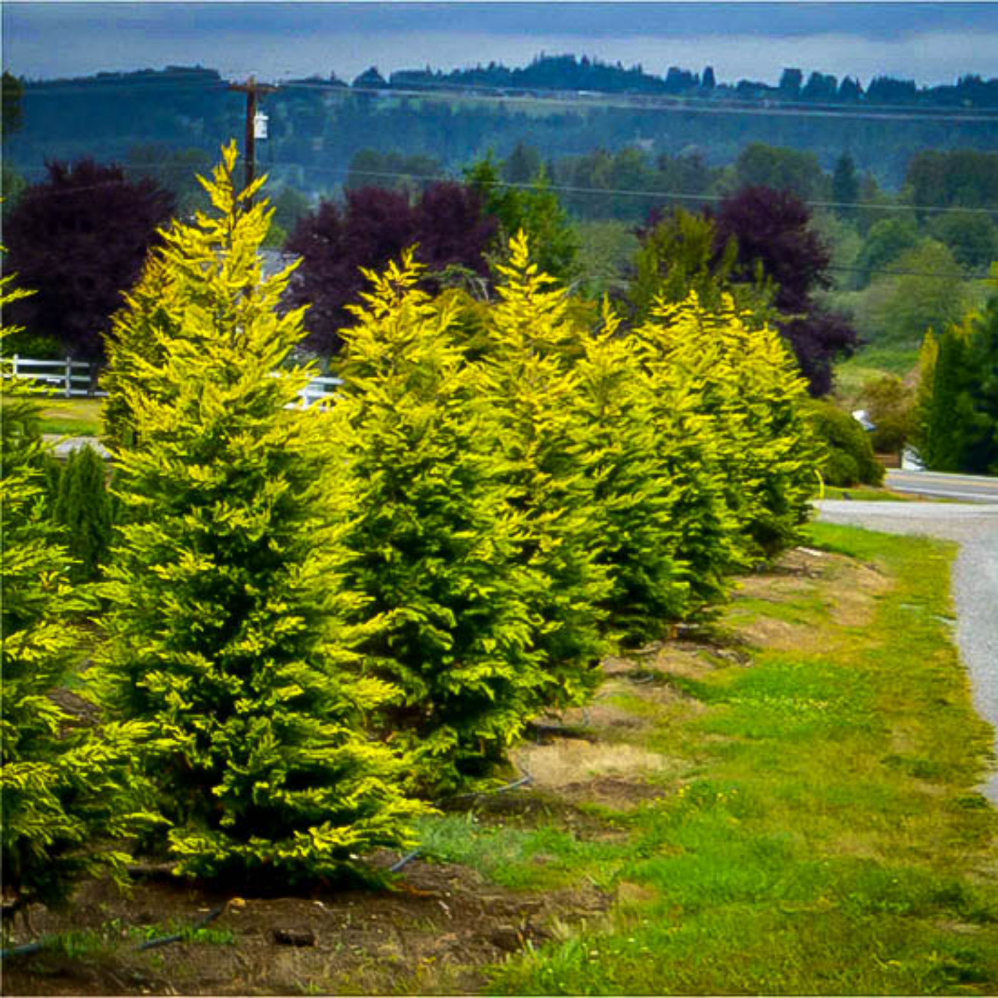 Cupressocyparis leylandii Castlewellan Gold - Leyland Cypress