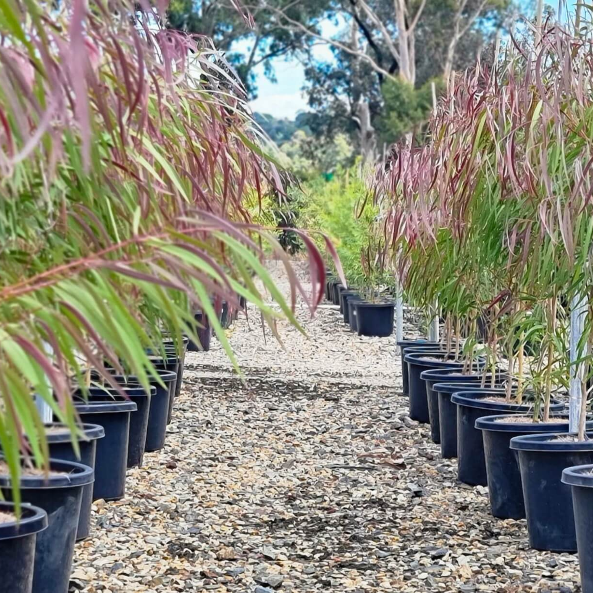 Row of potted plants with pink and green leaves in a garden setting