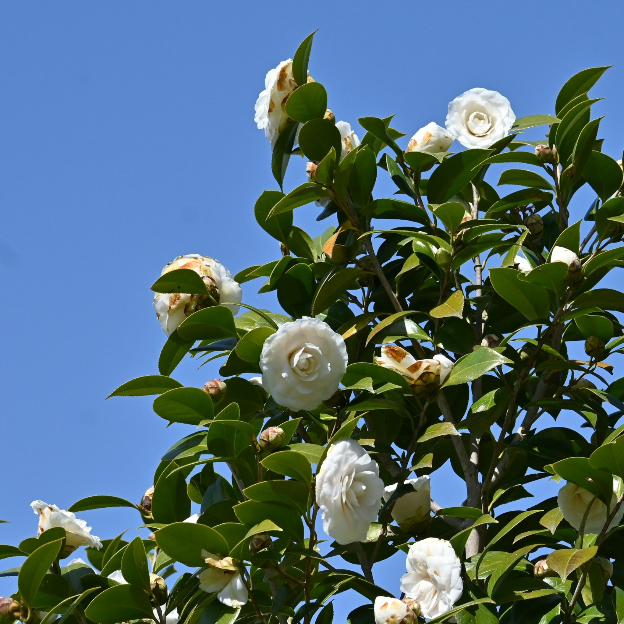 Camellia Early Pearly - Camellia sasanqua Early Pearly