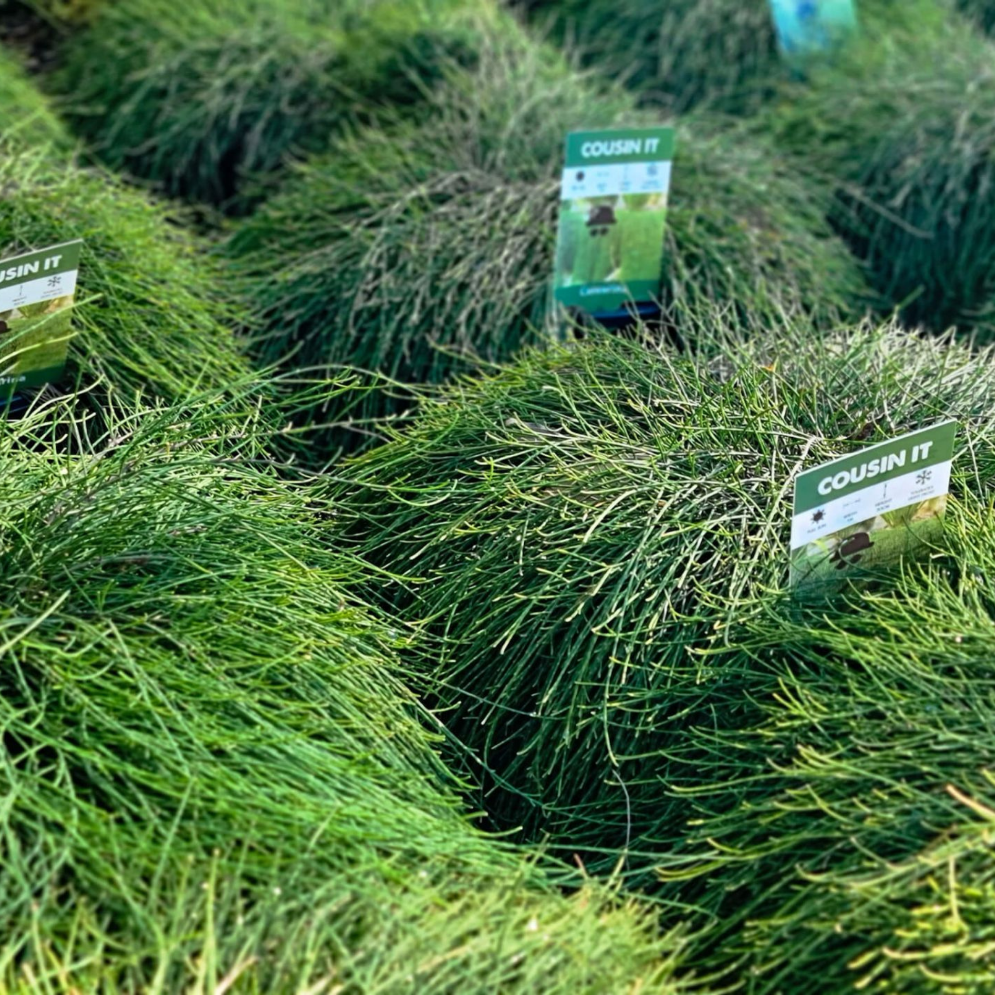 Groundcover Sheoak - Casuarina glauca Cousin It
