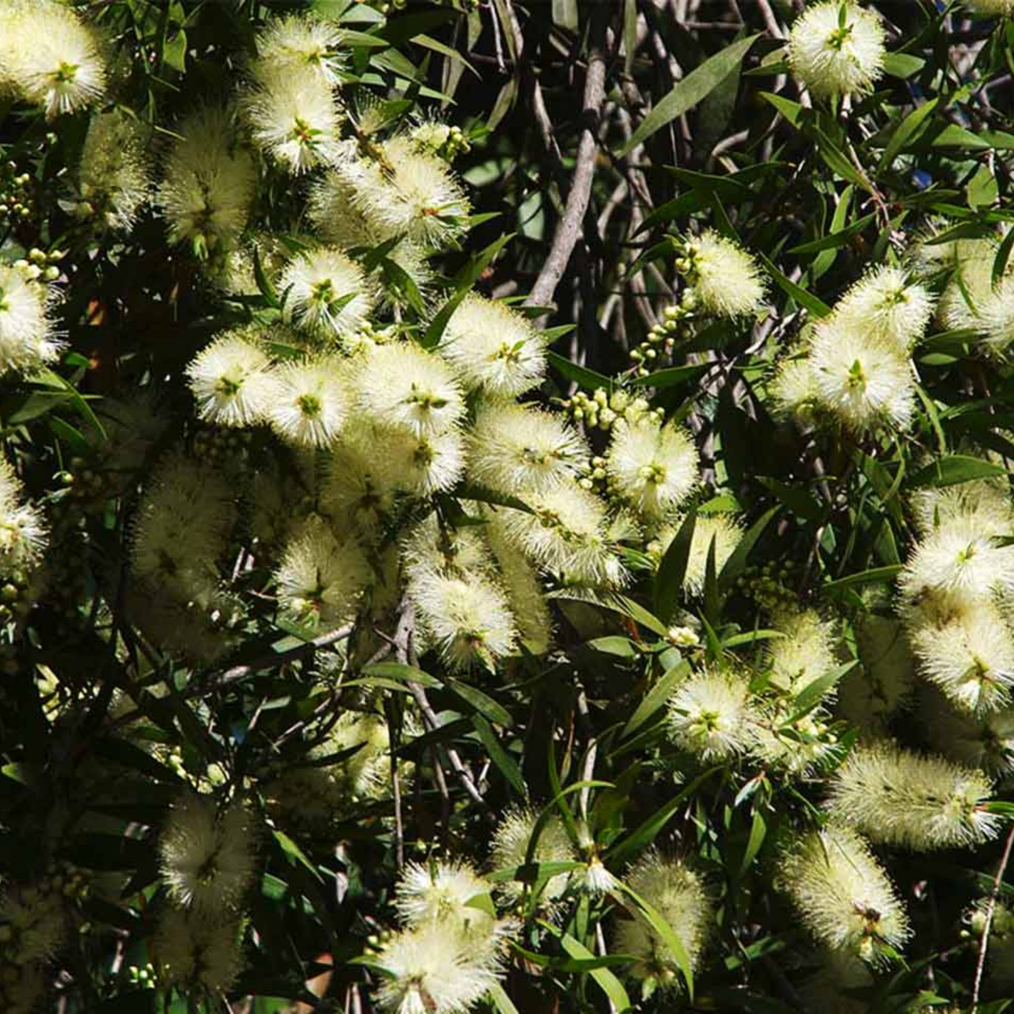 White Bottlebrush - Callistemon citrinus 'White Anzac’