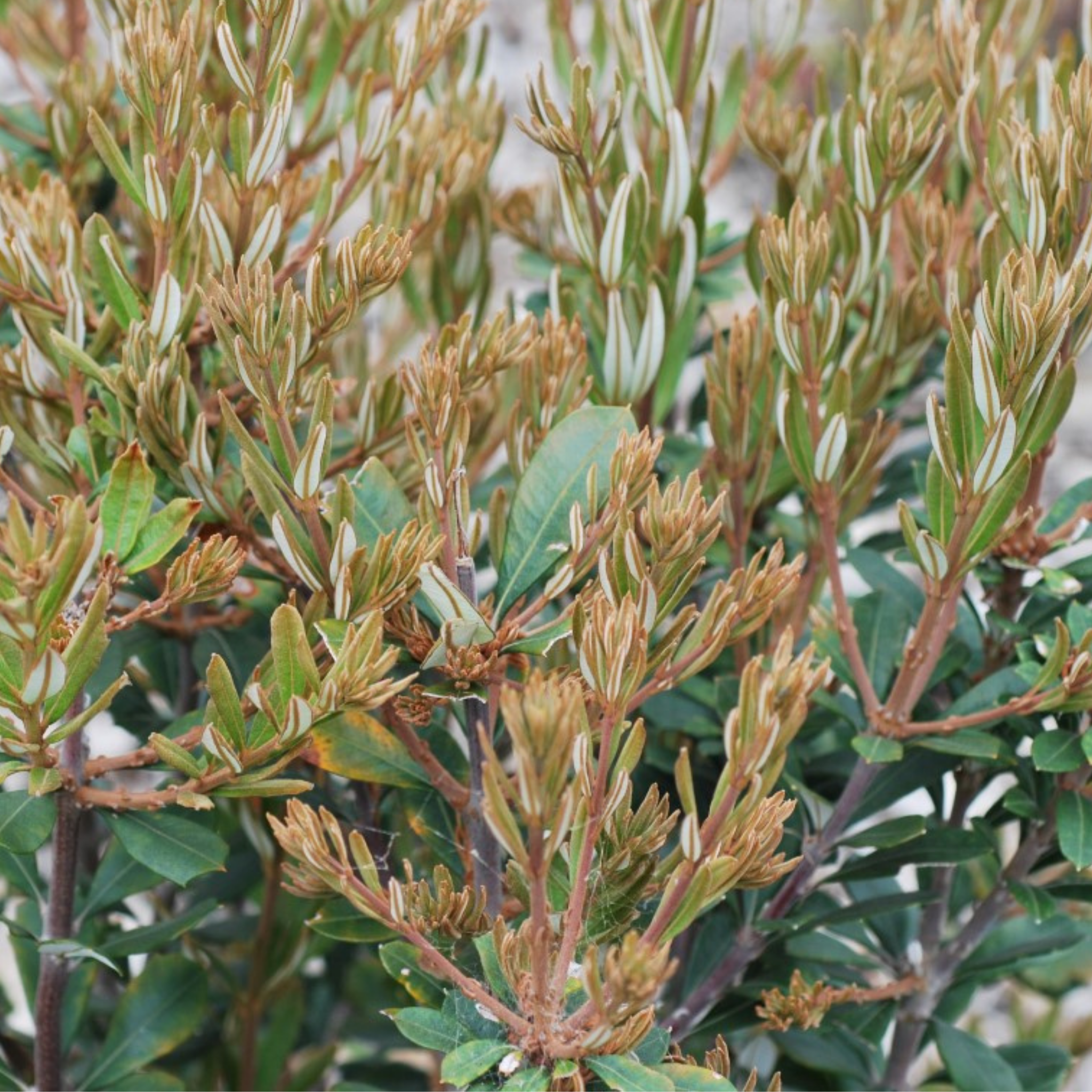 Close-up of a bush with green and brown leaves