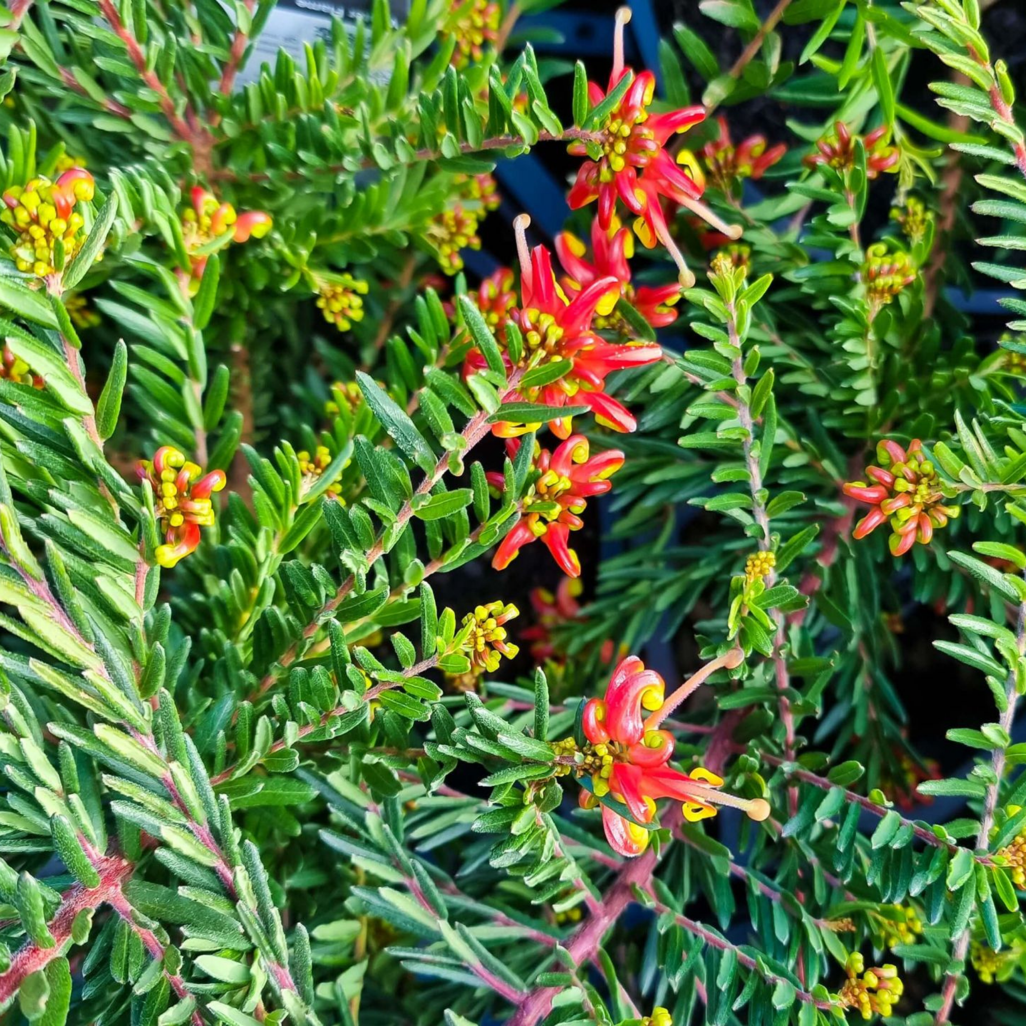 Grevillea 'Winter Flame' - Grevillea alpina rosmarinifoli Winter Flame