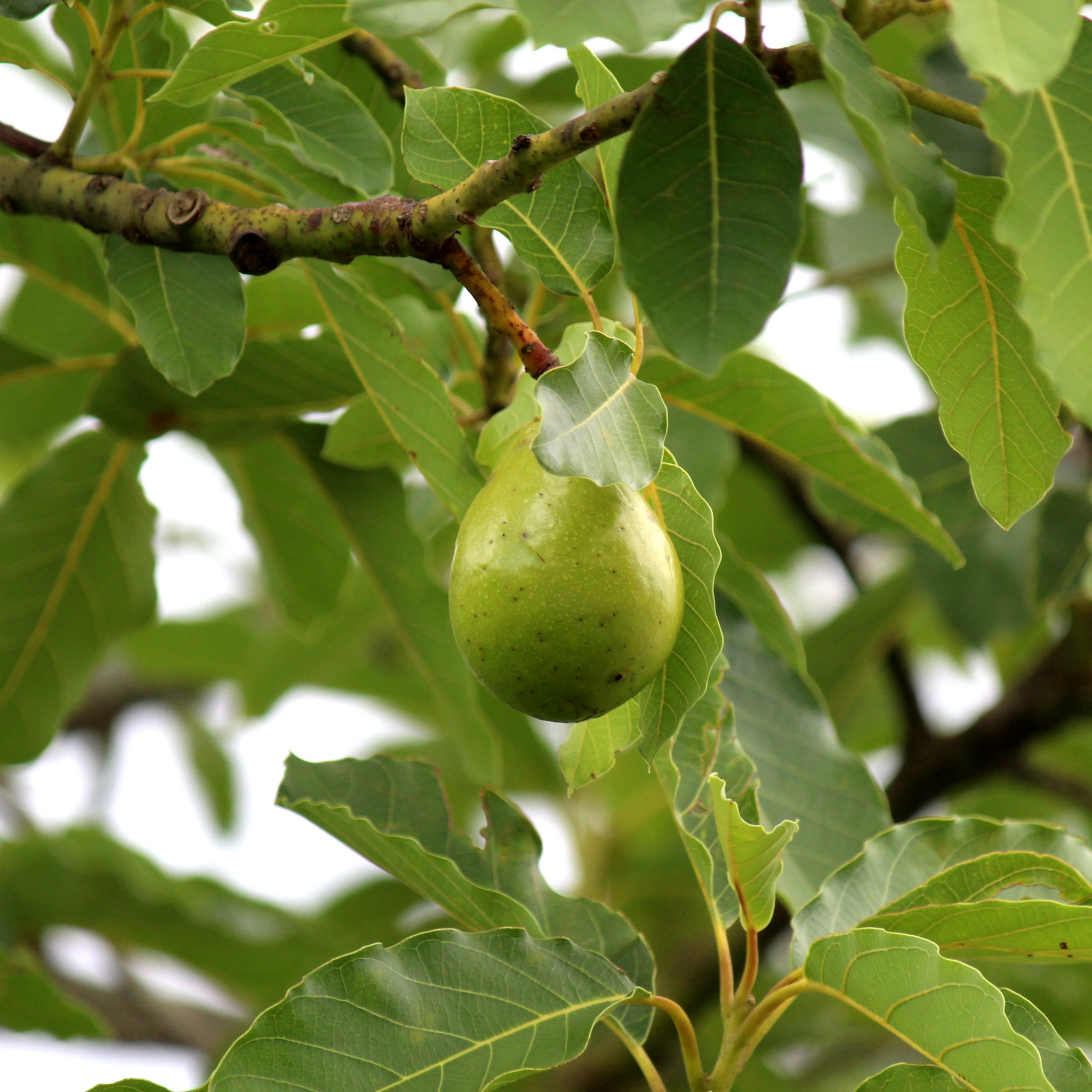 Jala Avocado Tree - Persea americana 'Jala'