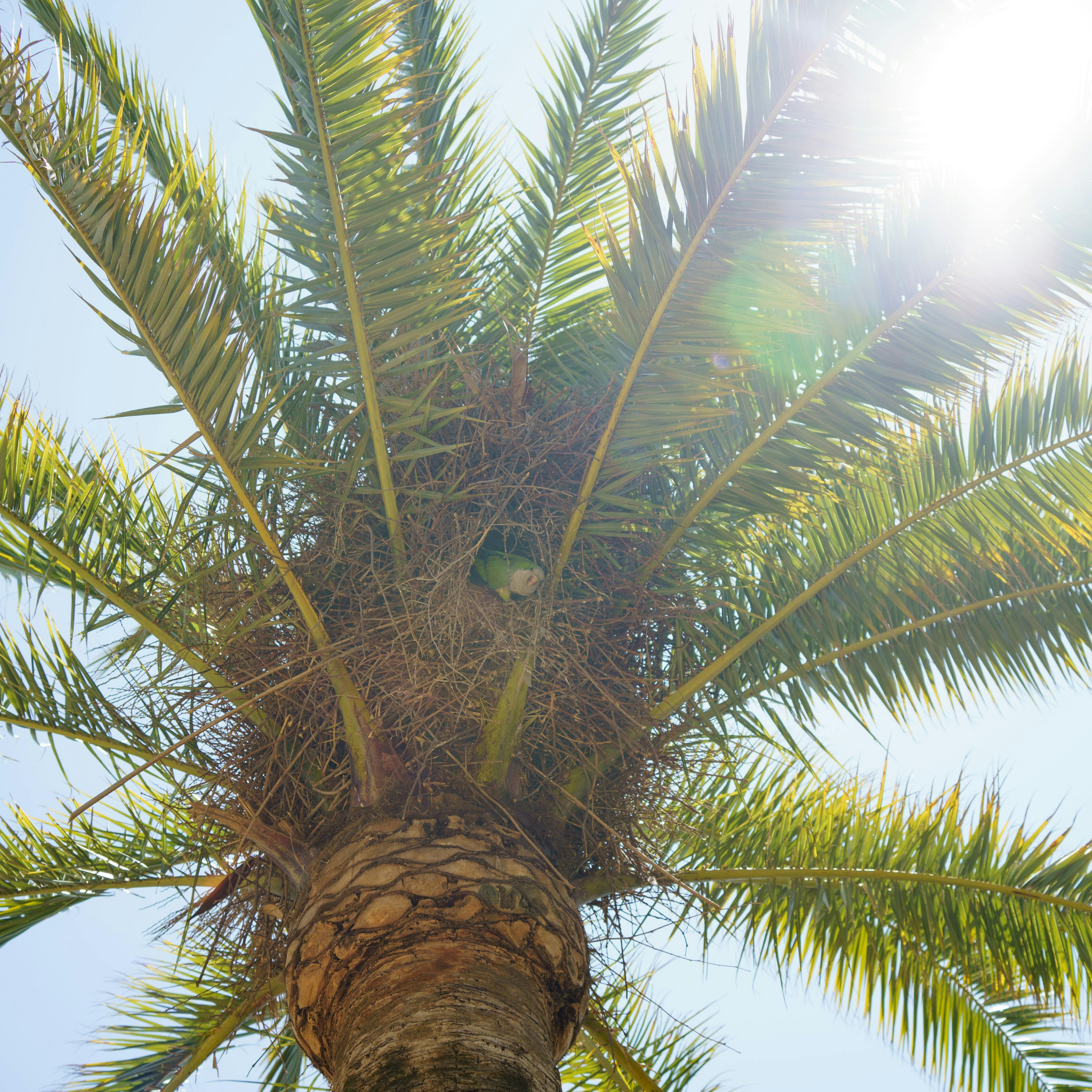 Palm tree with a bird's nest and a parrot inside against a clear blue sky.