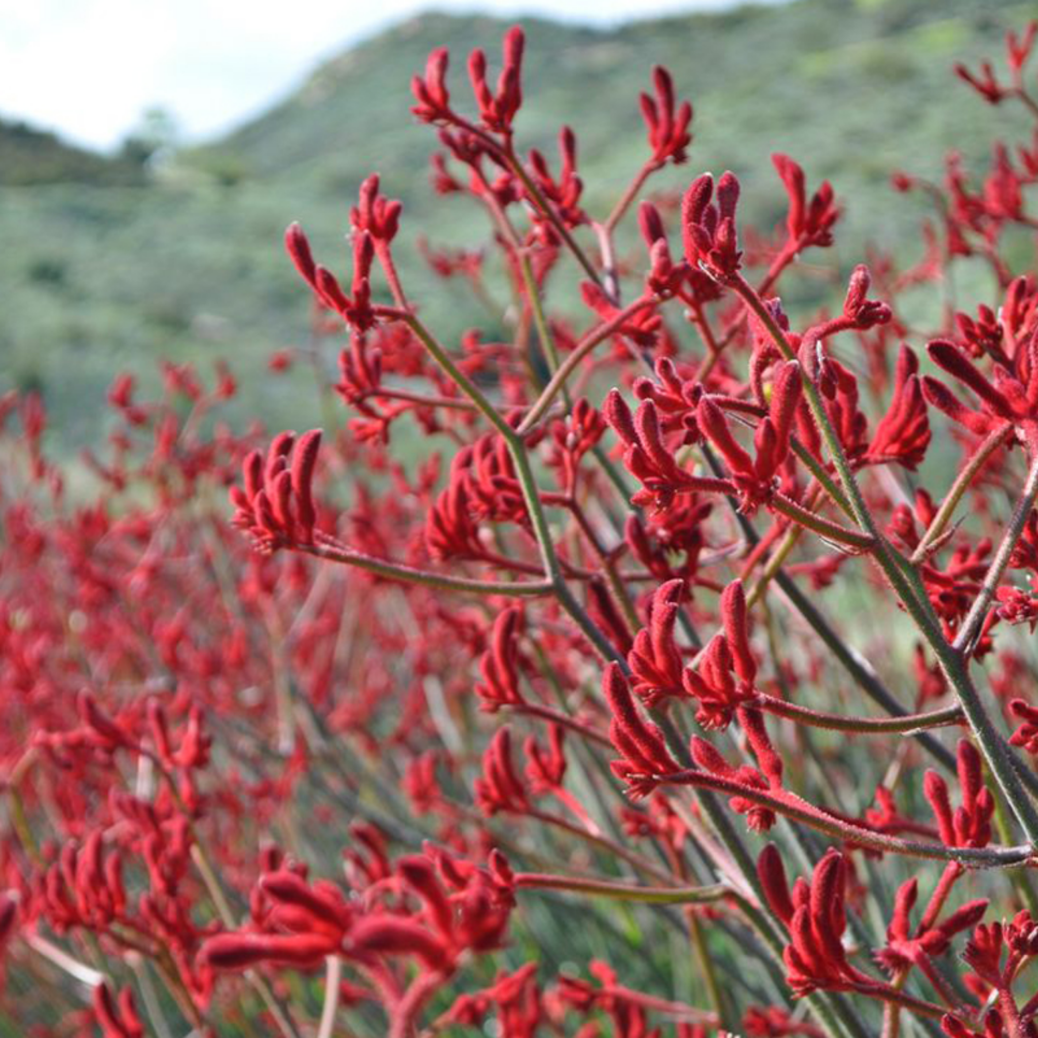Tall Red Kangaroo Paw 'Big Red' - Anigozanthos hybrida