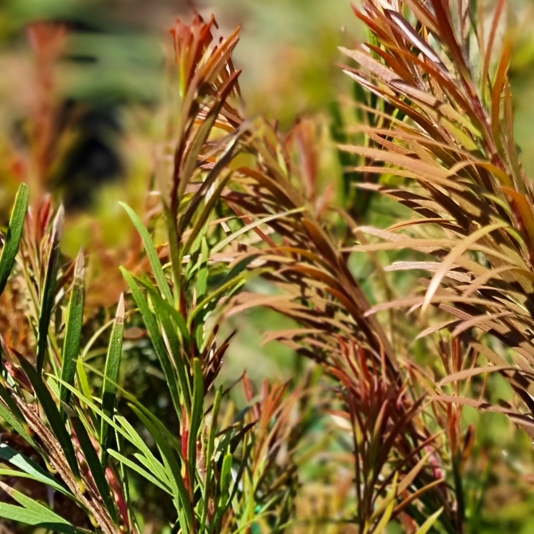 Deep Red Bottlebrush - Callistemon subulatus 'Packers Selection’
