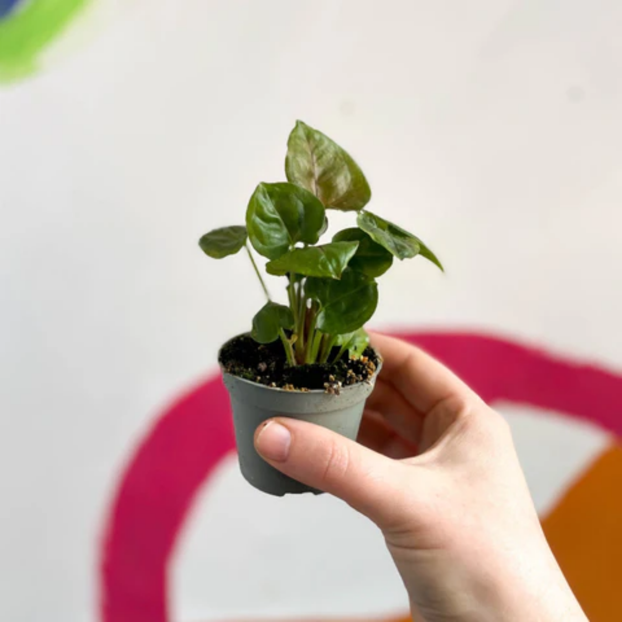 Bronze Syngonium - Syngonium podophyllum ‘Maria’ Arrowhead Plant